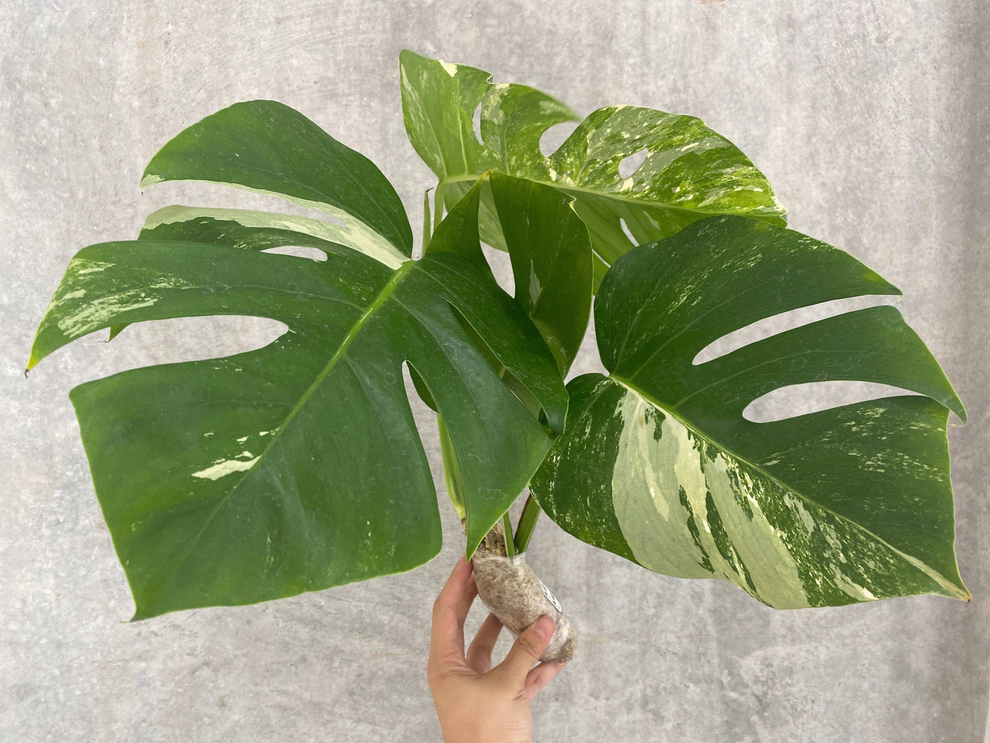 Monstera "Albo Borsigiana"