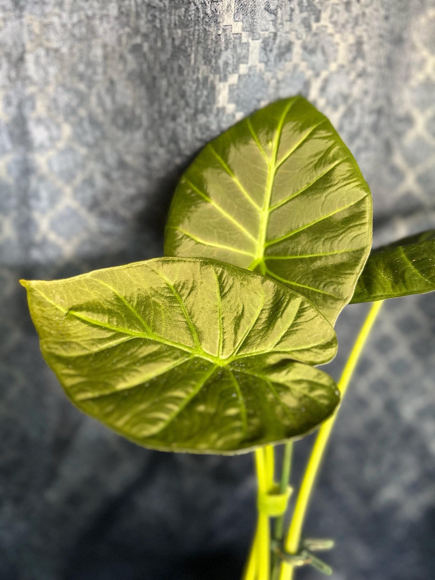 Alocasia Regal Shield Corm Grown Live Houseplant 4” pot