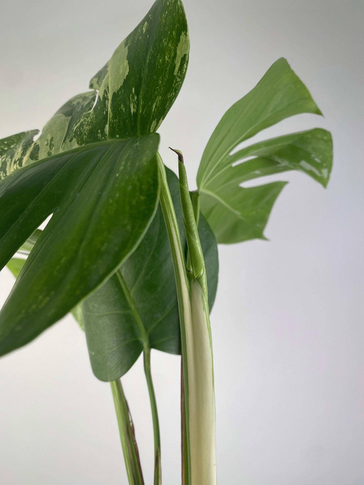 Monstera "Albo Borsigiana"