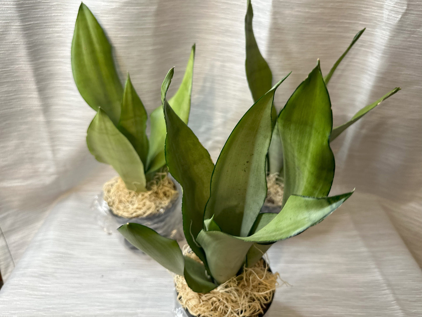 Snake Plant "Moonshine" (Sansevieria Moonshine) 4-Inch