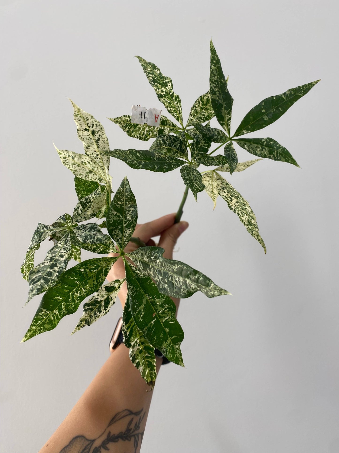 Variegated Money Tree (Pachira glabra 'Milky Way’)