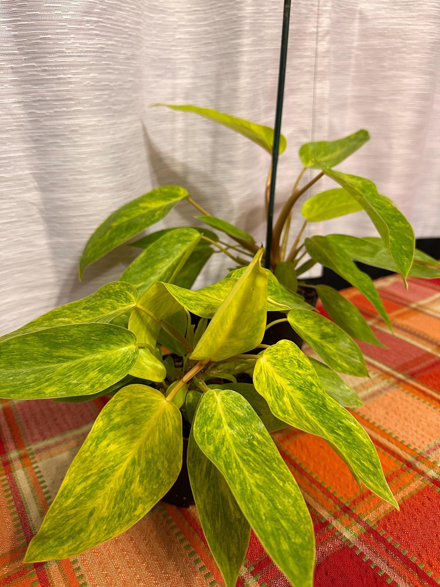 Philodendron Painted Lady 4" pot. Actual plants in pictures for sale!