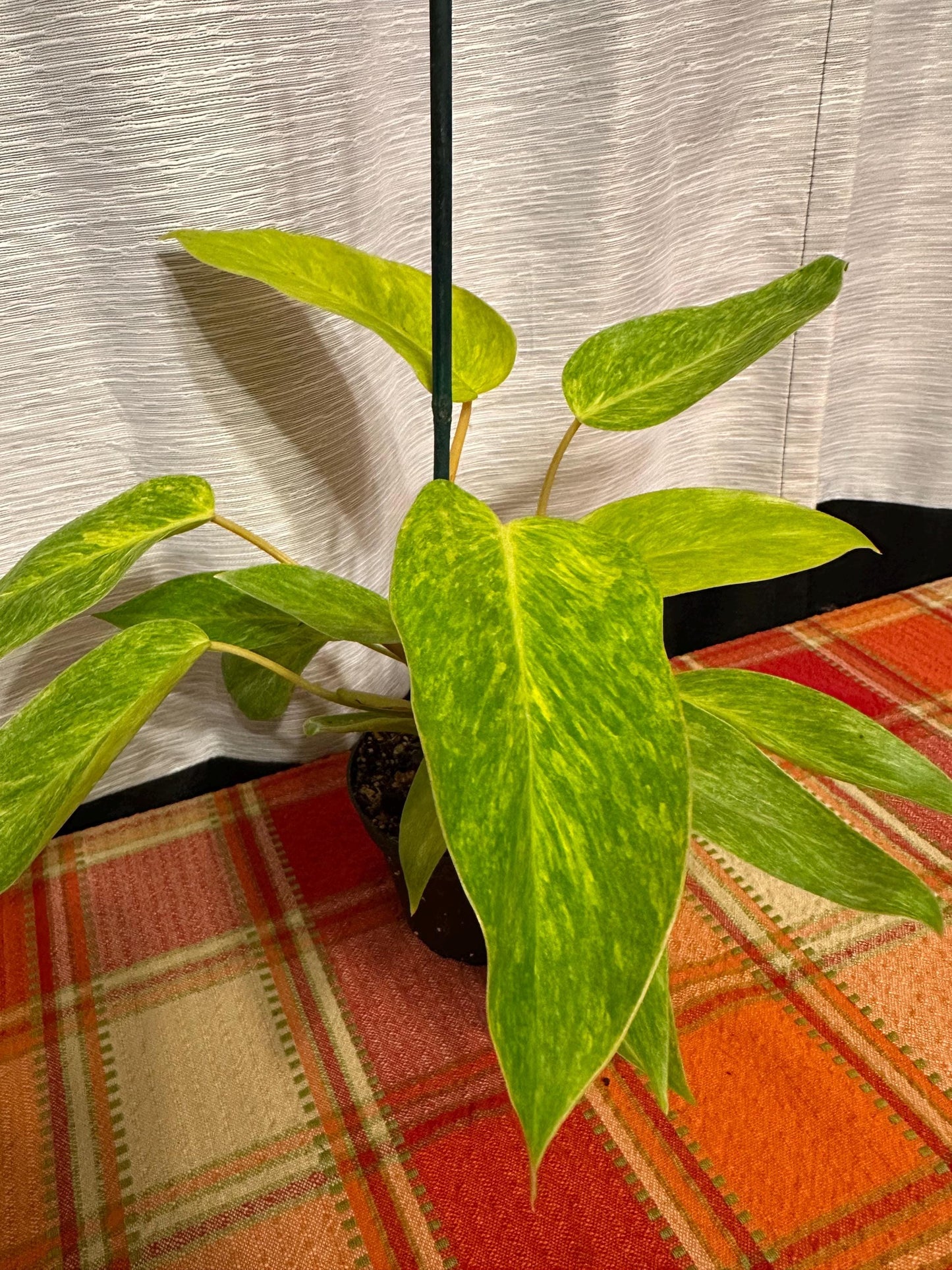 Philodendron Painted Lady 4" pot. Actual plants in pictures for sale!