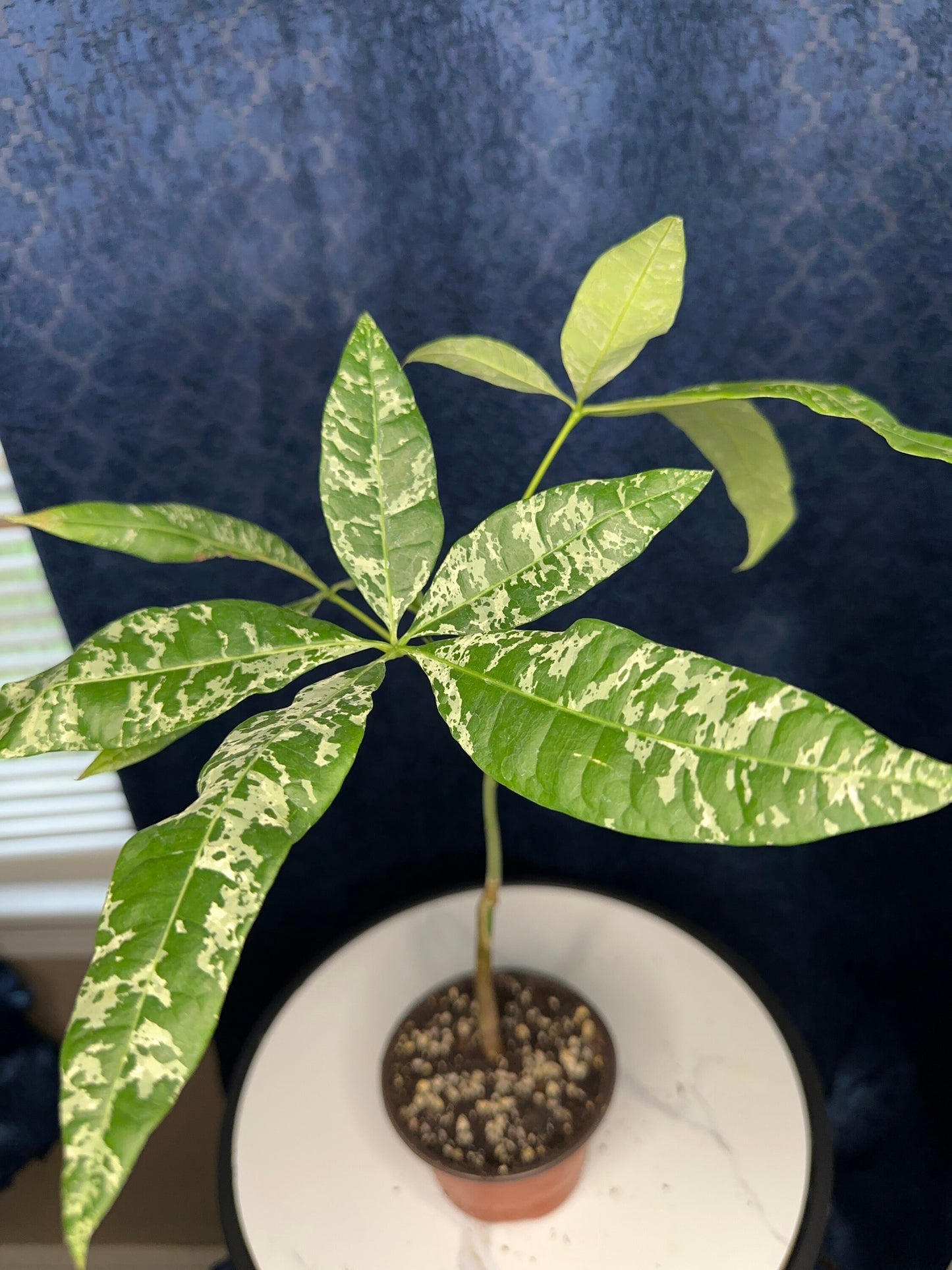 Pachira Glabra Milky Way (variegated money tree 4-inch pot