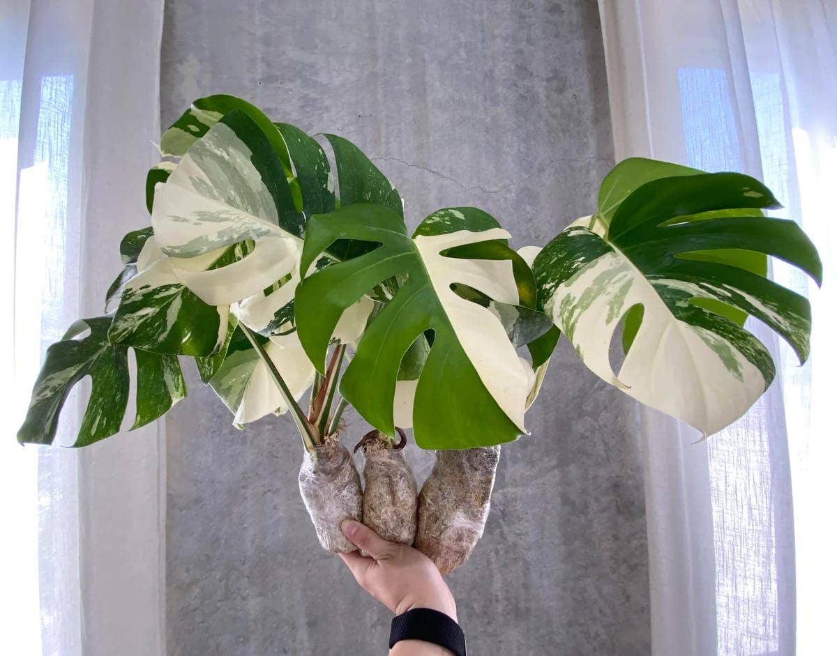 Monstera deliciosa "Albo-variegata" variegated 2-3+ Leaves