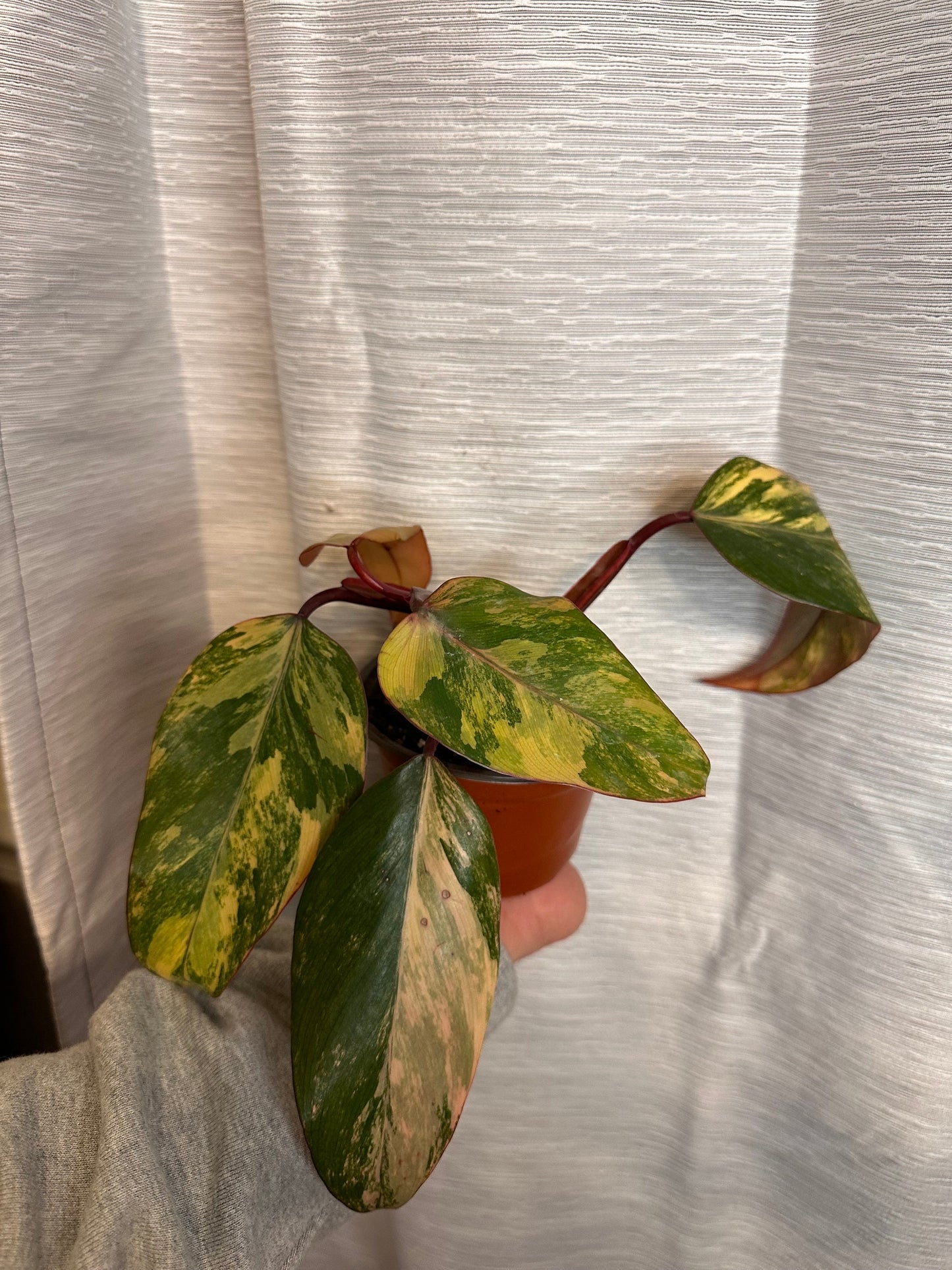 Philodendron Strawberry Shake Variegated 4 inch Pot Houseplant