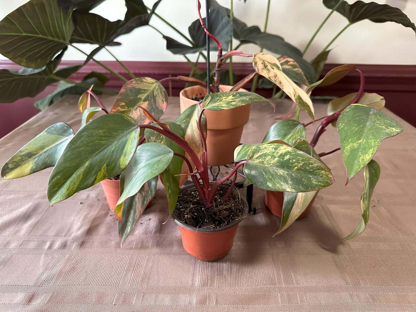Philodendron Strawberry Shake Variegated 4 inch Pot Houseplant