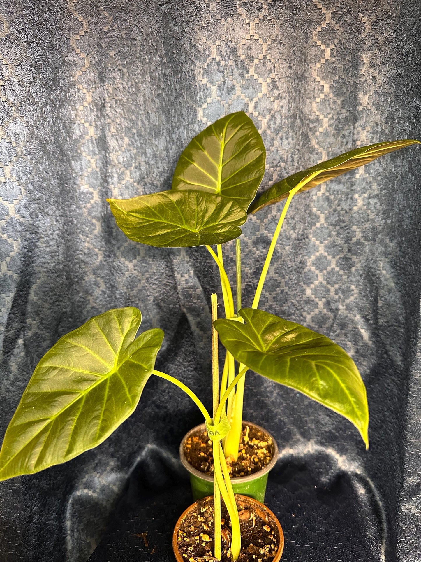 Alocasia Regal Shield Corm Grown Live Houseplant 4” pot