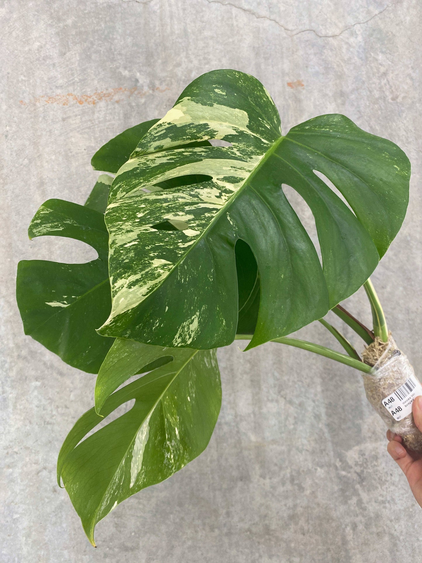 Monstera "Albo Borsigiana"