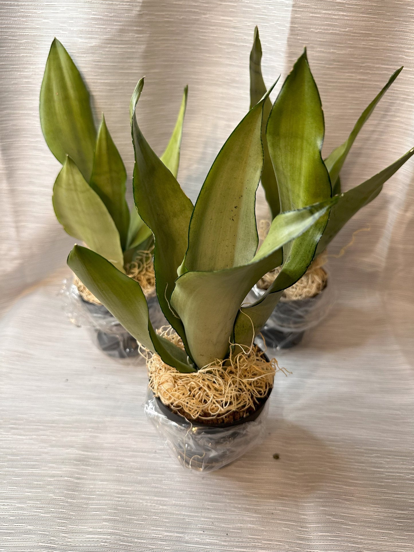 Snake Plant "Moonshine" (Sansevieria Moonshine) 4-Inch