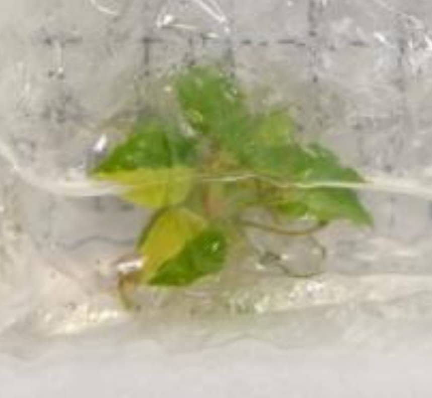 Philodendron billietiae variegated TC Plantlet: In Vitro