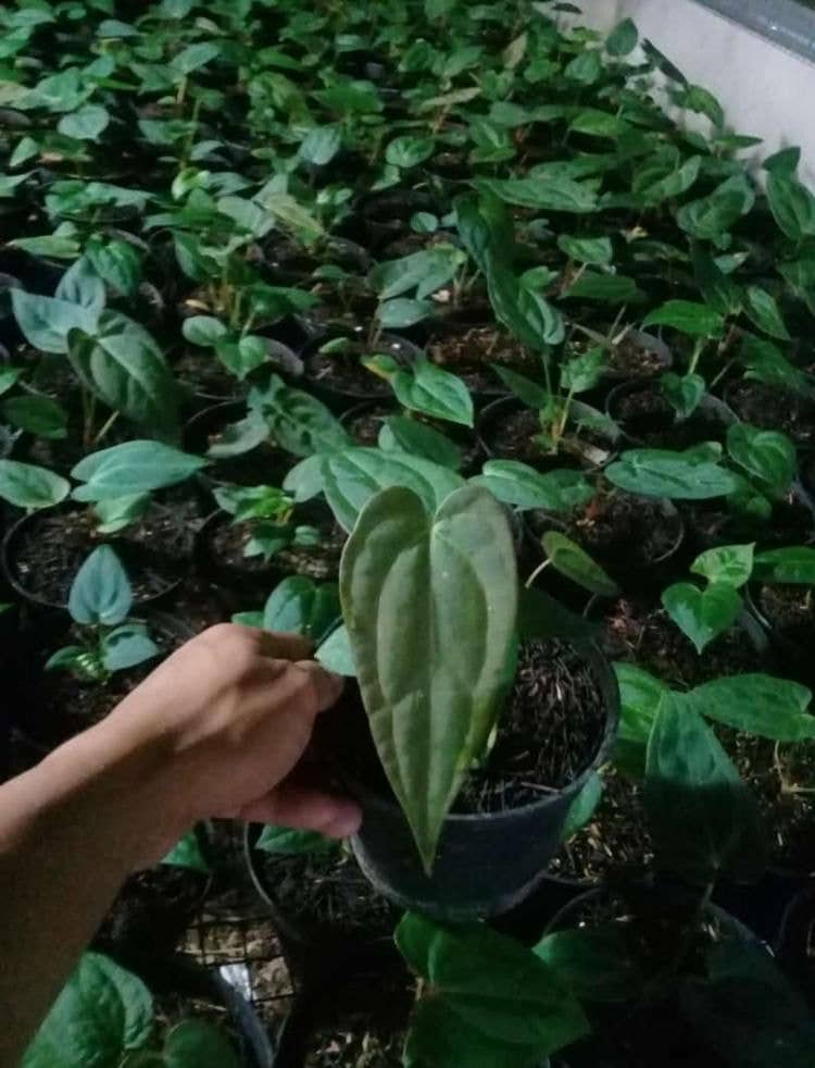 Anthurium papillilaminum X-One hybrid