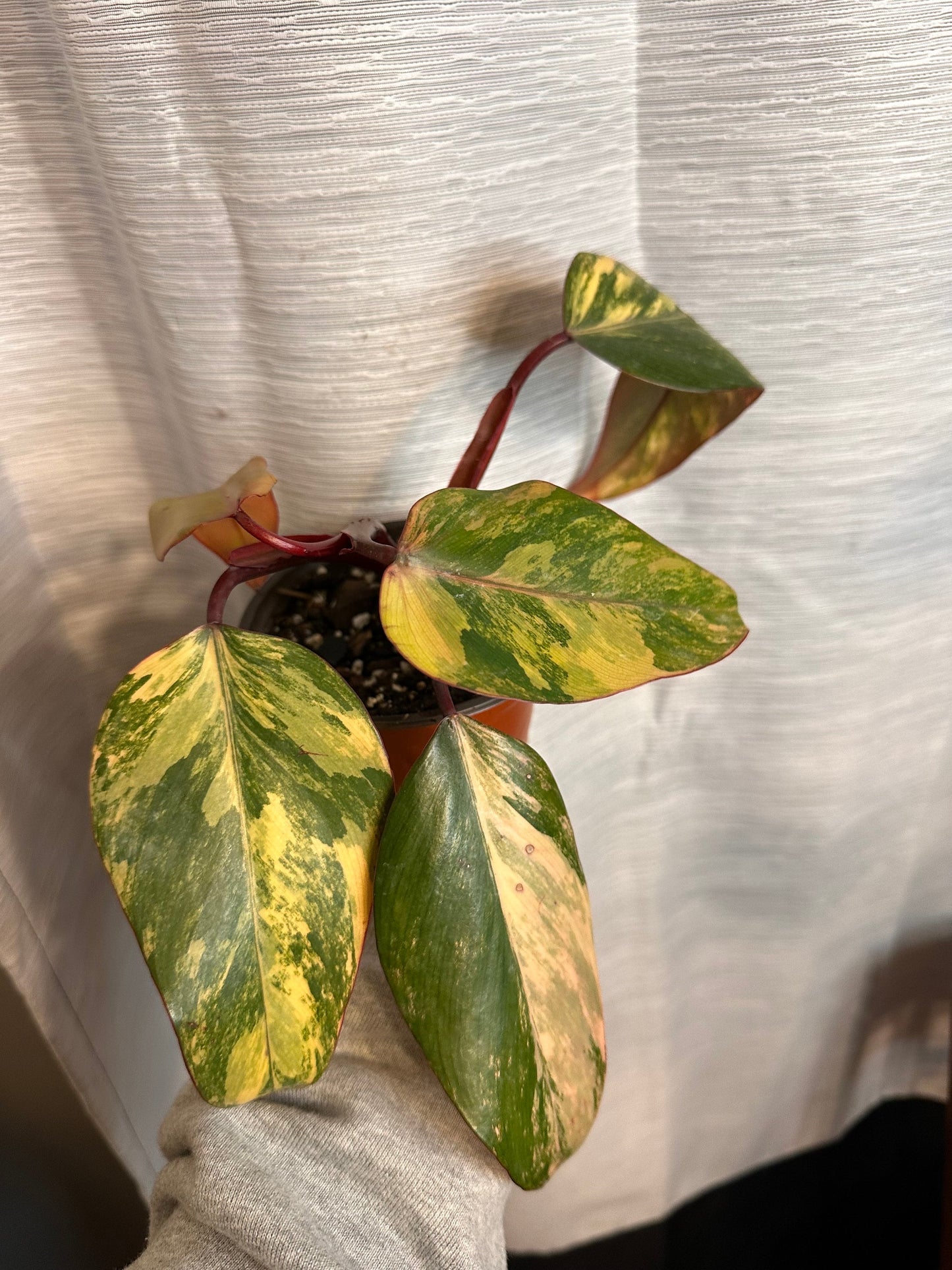 Philodendron Strawberry Shake Variegated 4 inch Pot Houseplant