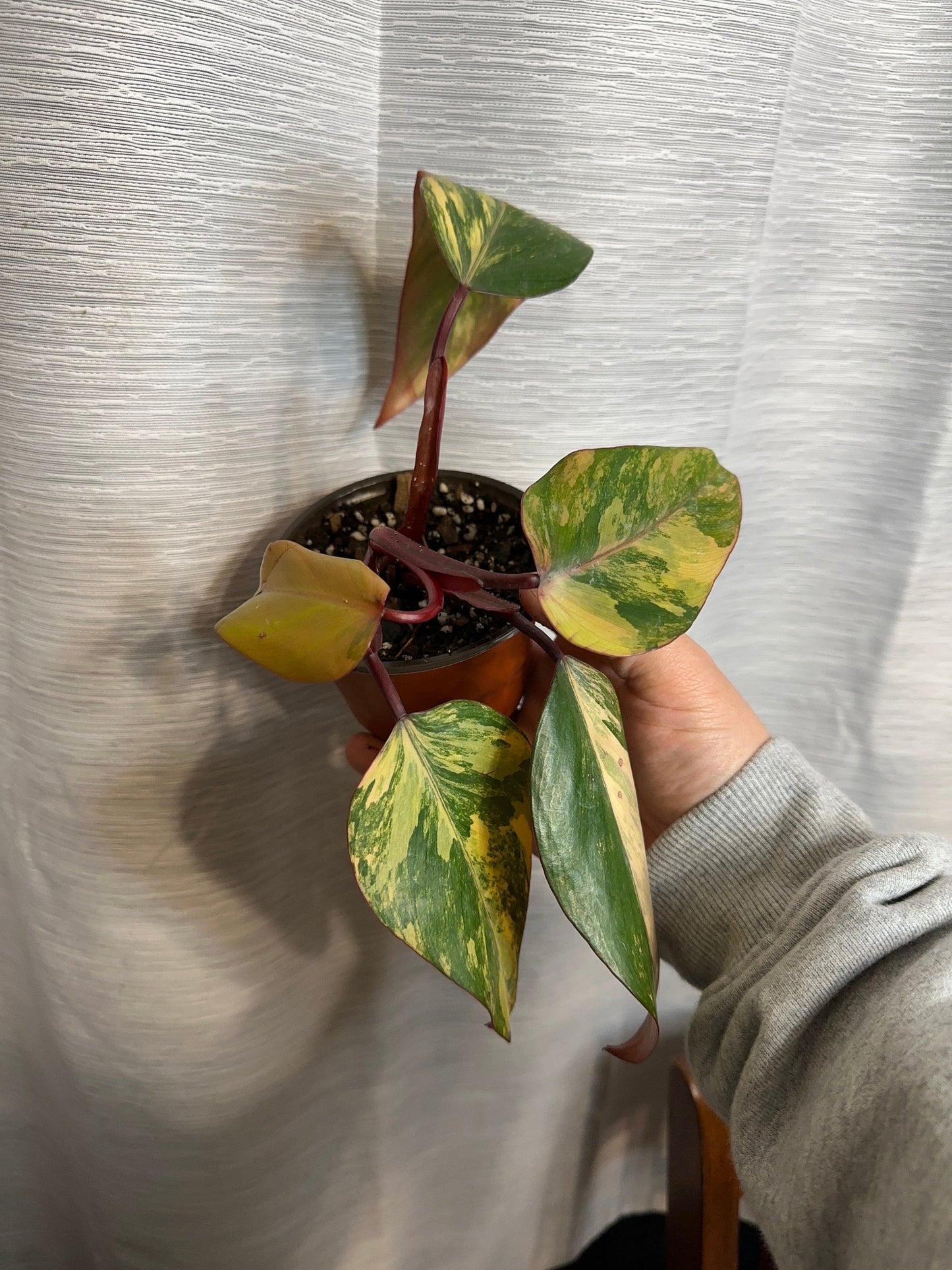 Philodendron Strawberry Shake Variegated 4 inch Pot Houseplant