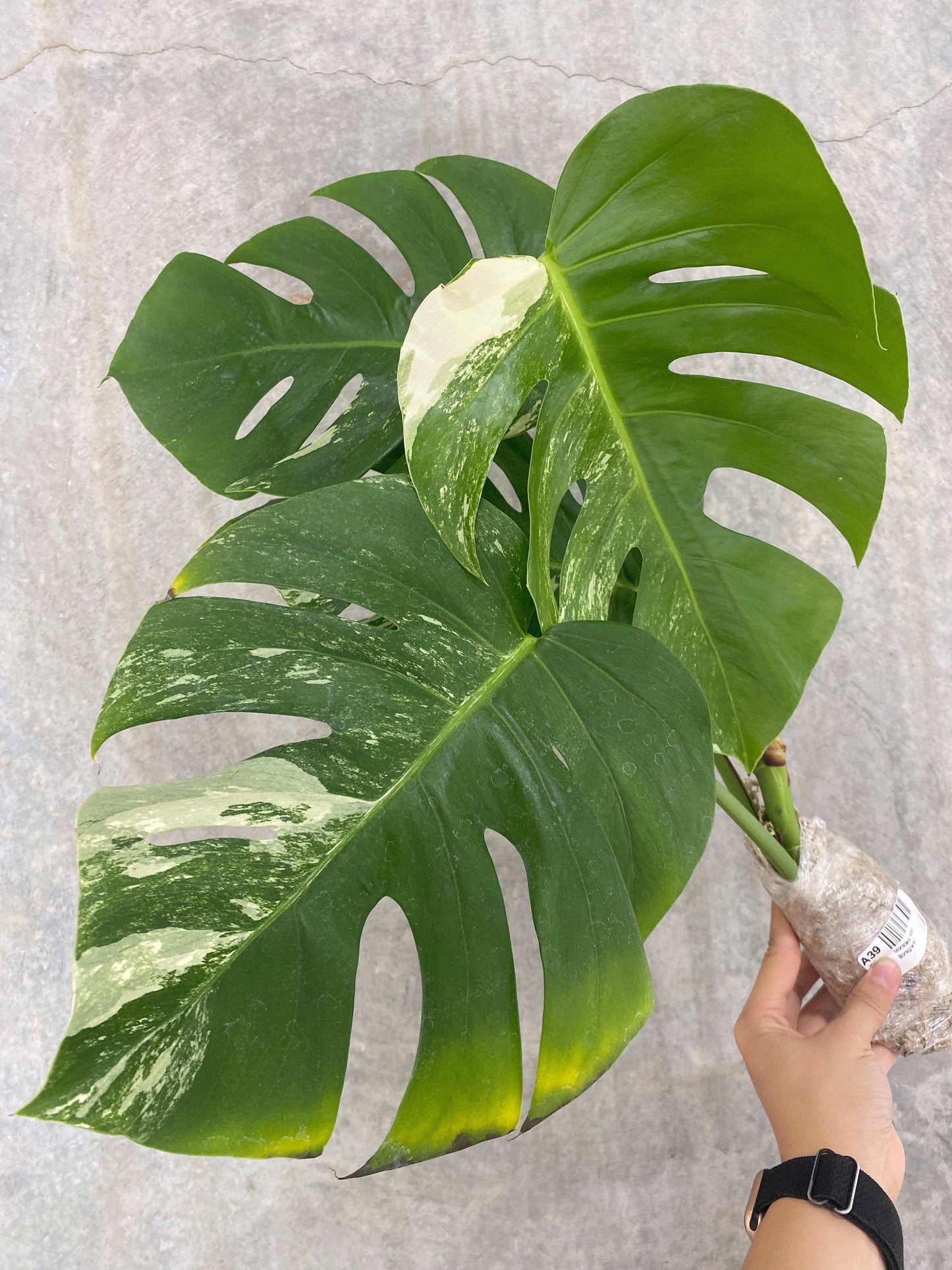 Monstera "Albo Borsigiana"