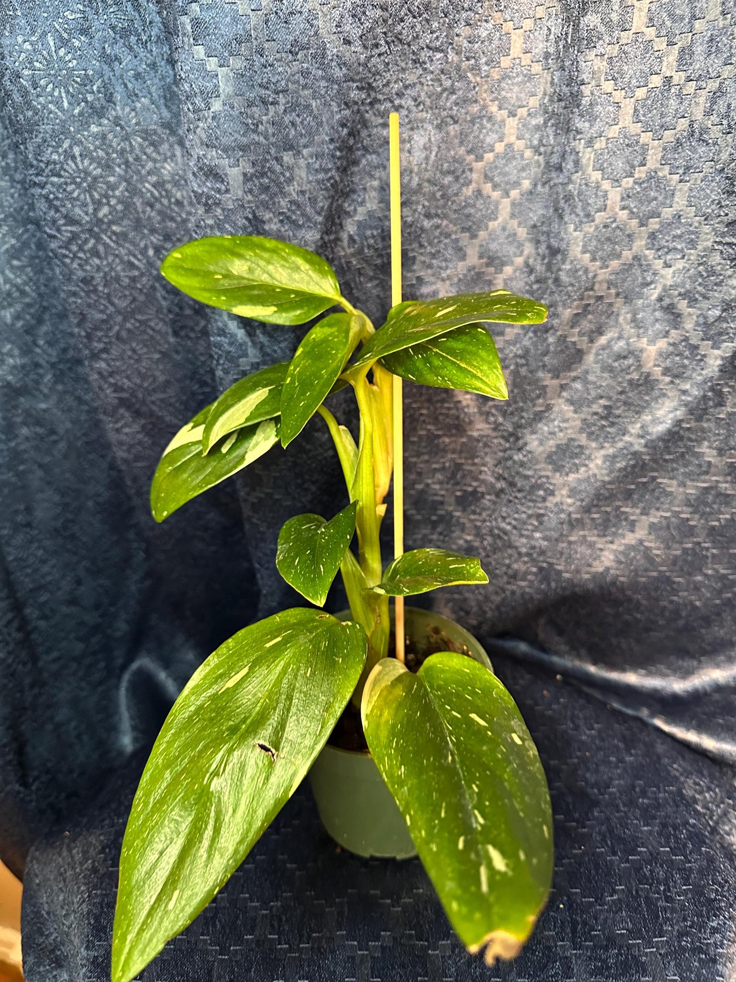 Monstera Stanleyana Albo 4” Pot (imperfect plant with slight belmishes)