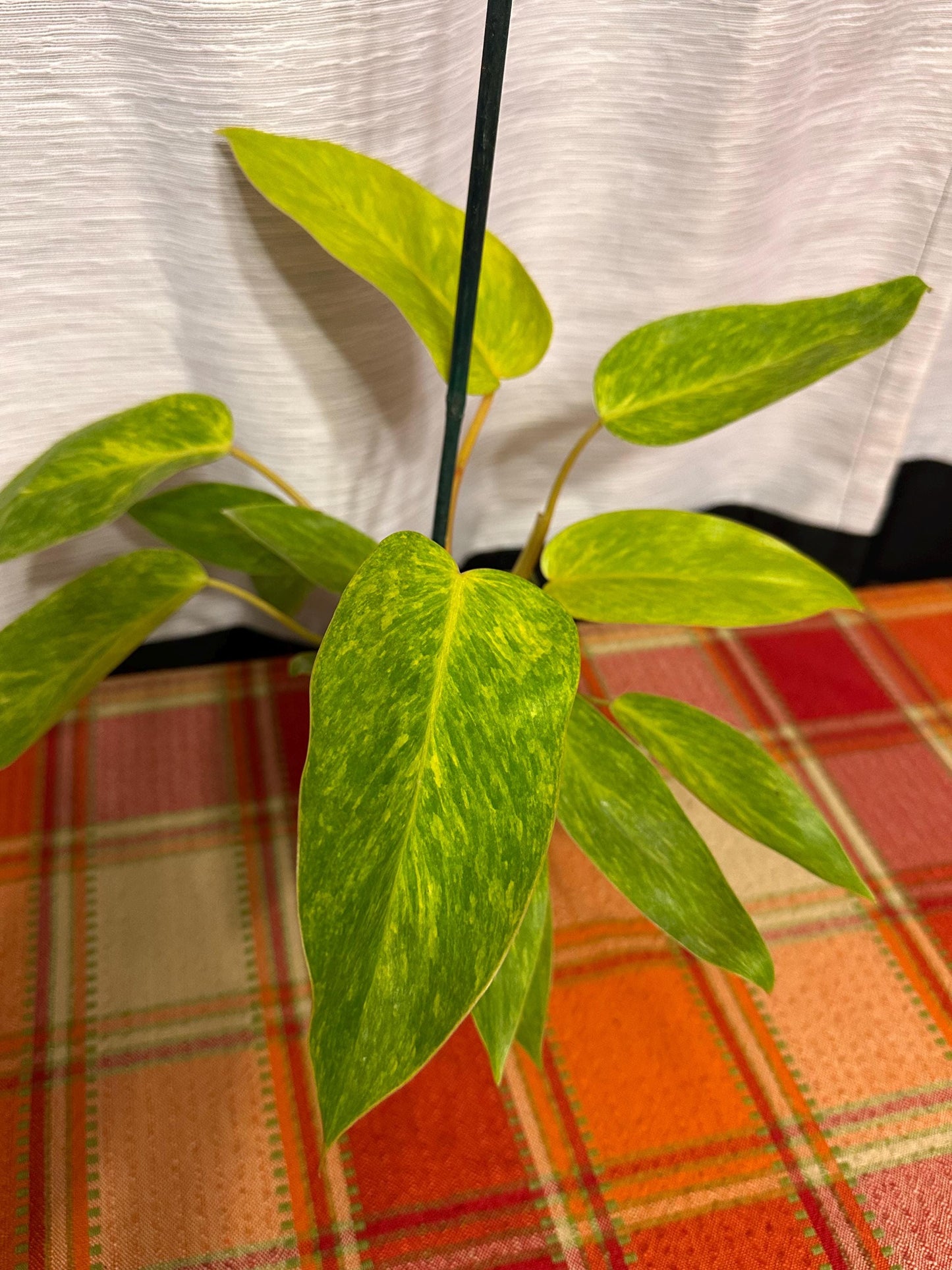 Philodendron Painted Lady 4" pot. Actual plants in pictures for sale!