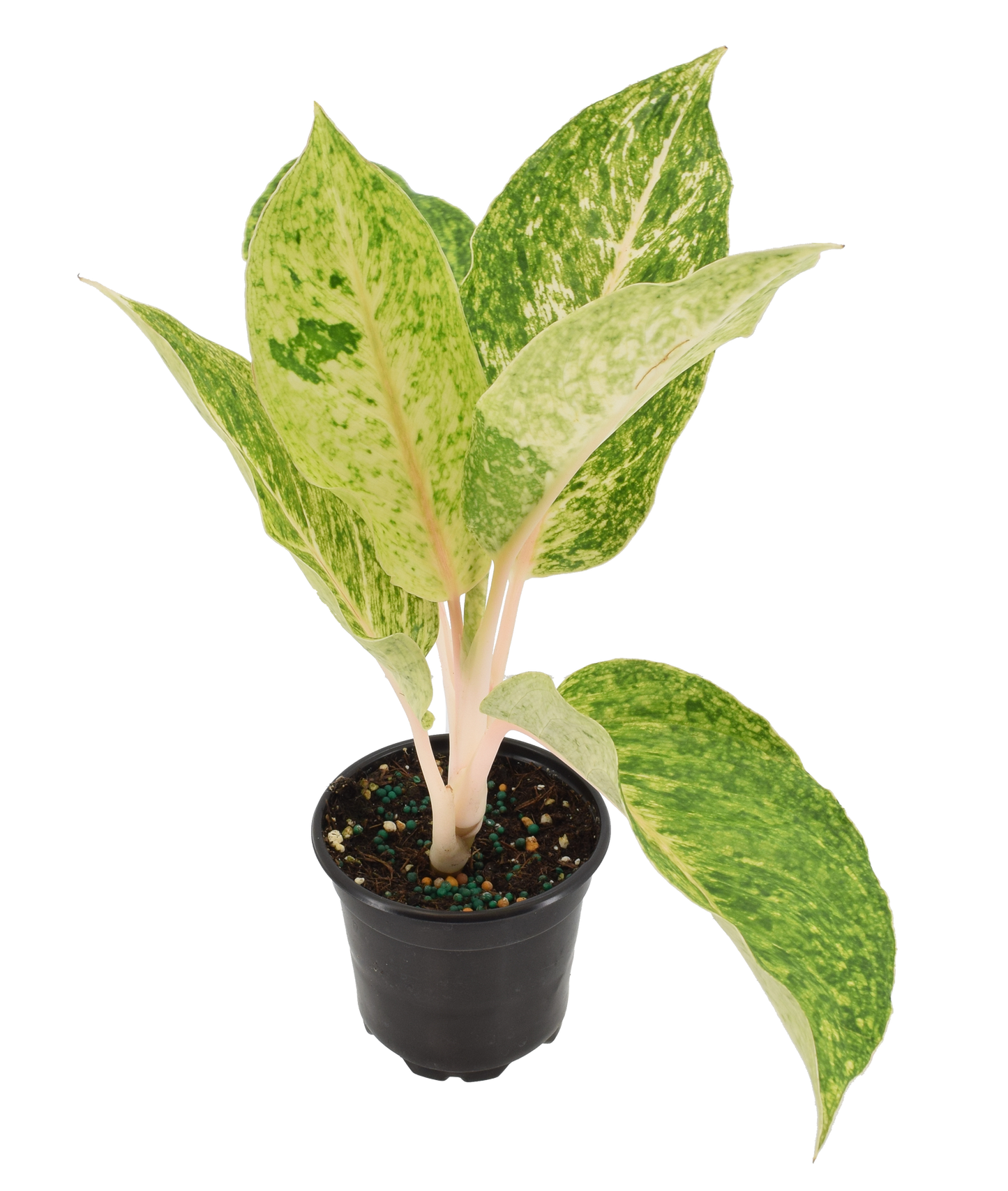 Aglaonema Mahasombat