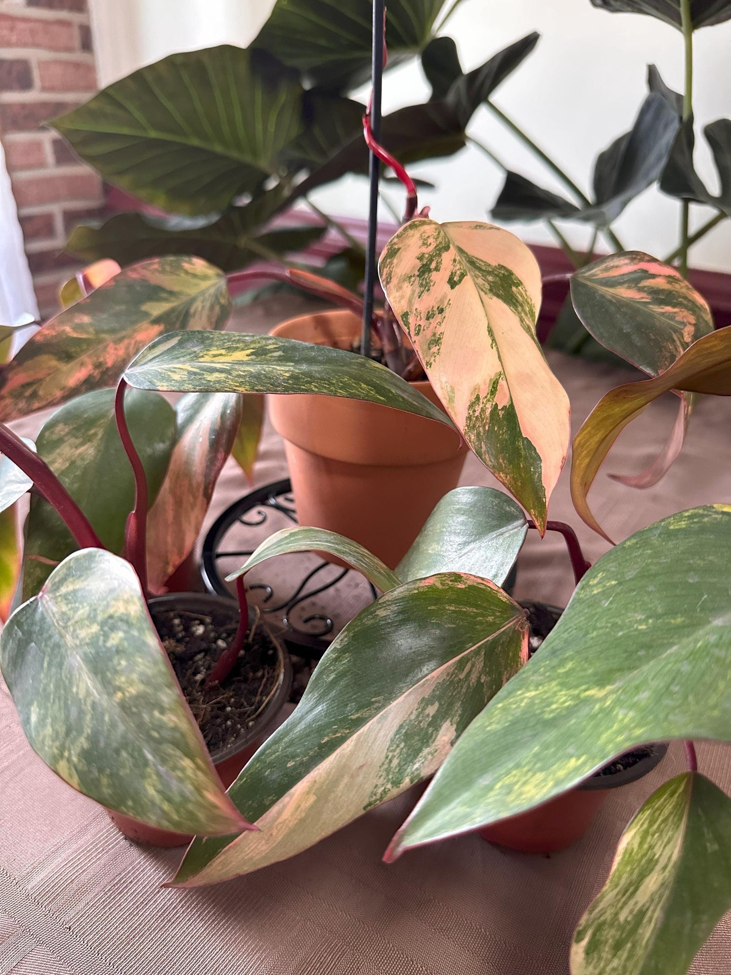 Philodendron Strawberry Shake Variegated 4 inch Pot Houseplant