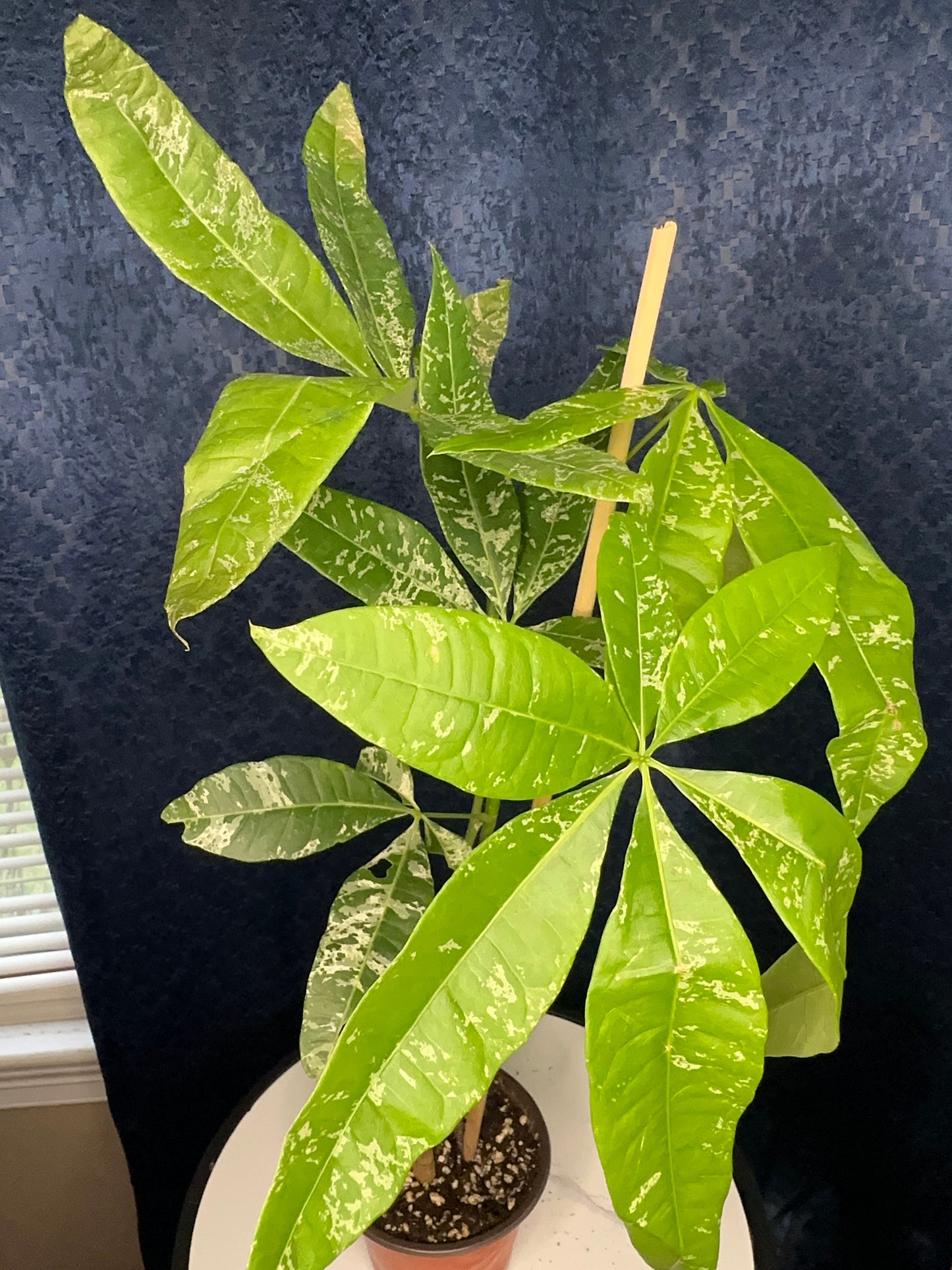Pachira Glabra Milky Way (variegated money tree 4-inch pot