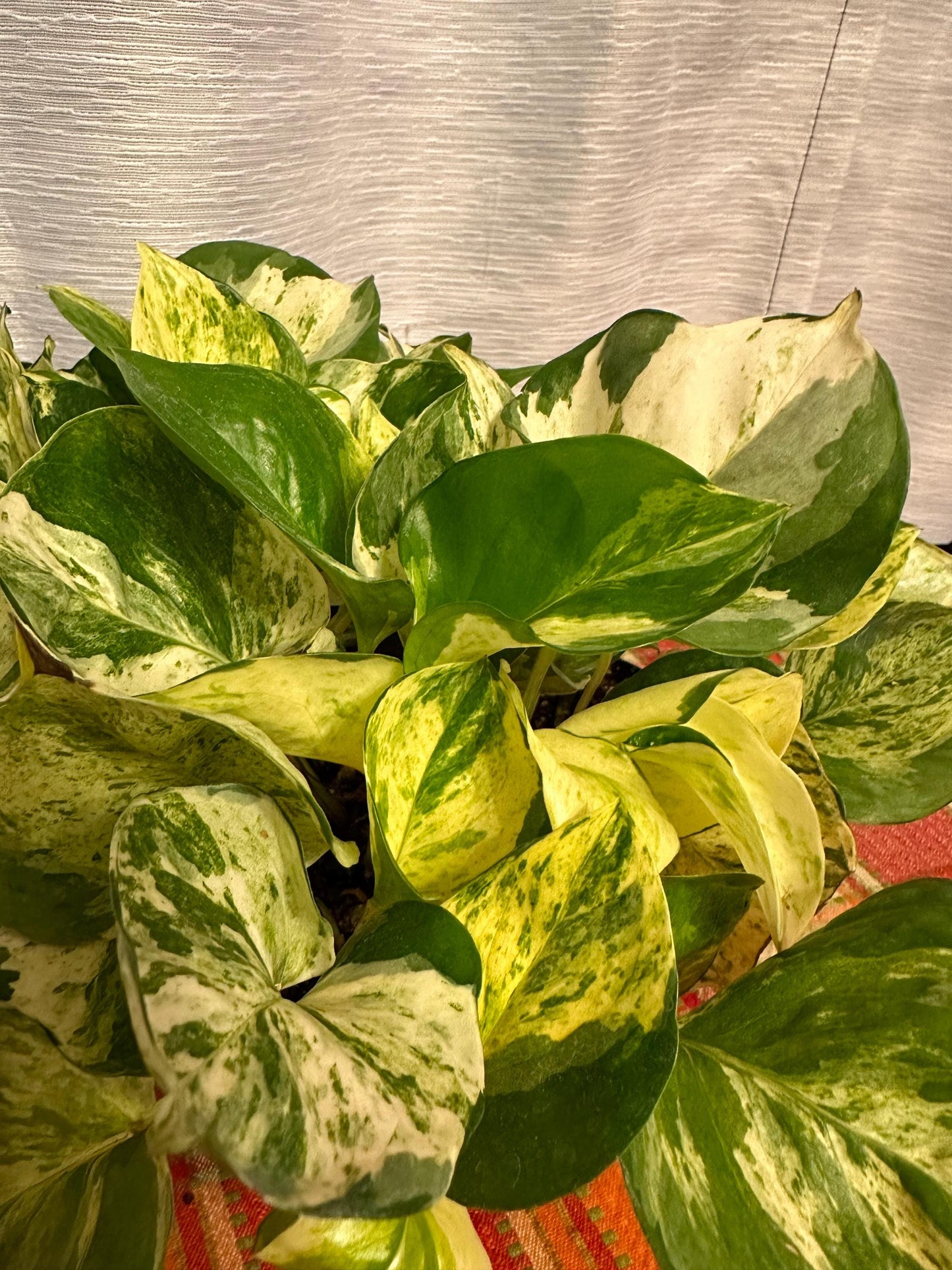 Pachira Glabra Milky Way (variegated money tree 4-inch pot