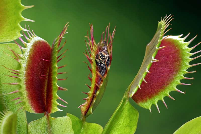 Dionaea Muscipula (Venus Fly Trap). 2-3 inch starter plant.