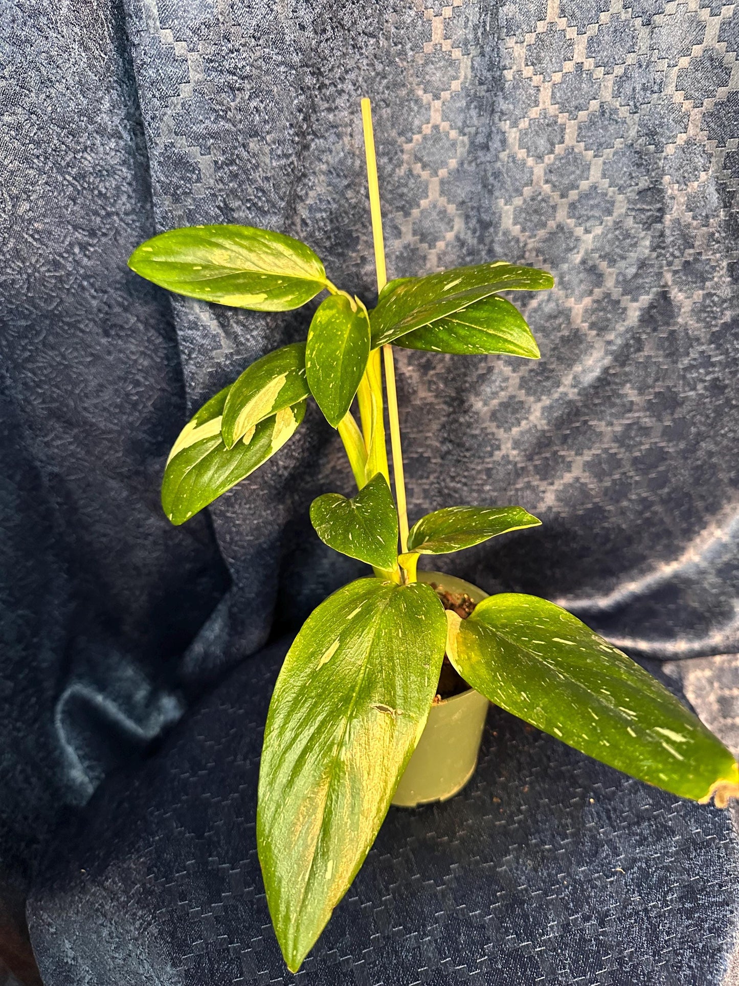 Monstera Stanleyana Albo 4” Pot (imperfect plant with slight belmishes)