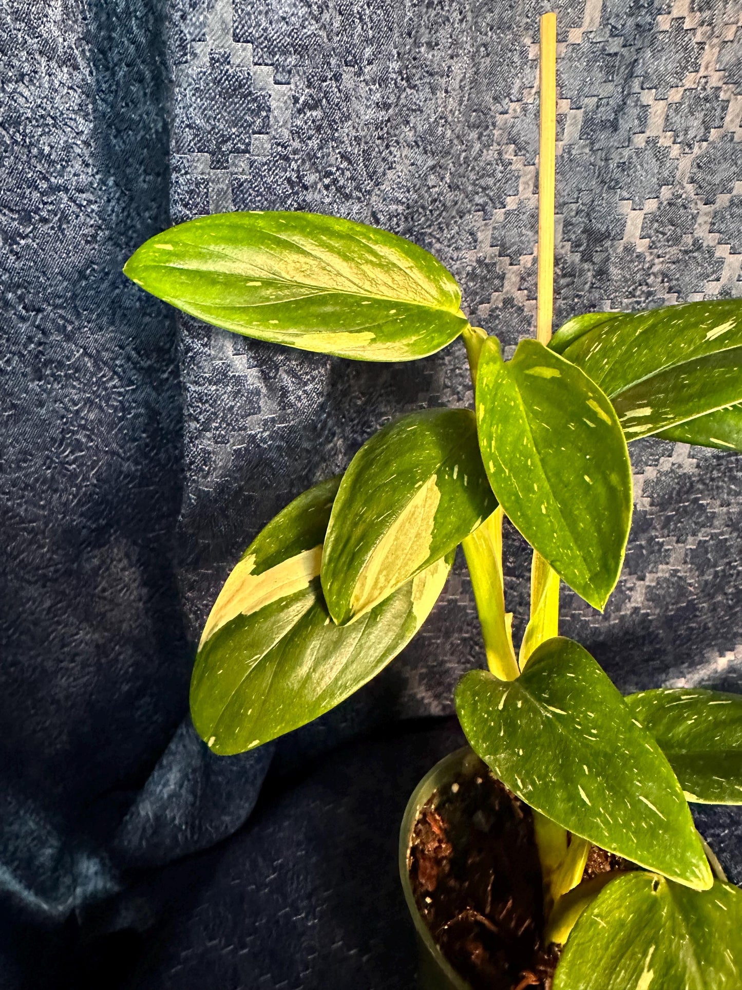 Monstera Stanleyana Albo 4” Pot (imperfect plant with slight belmishes)