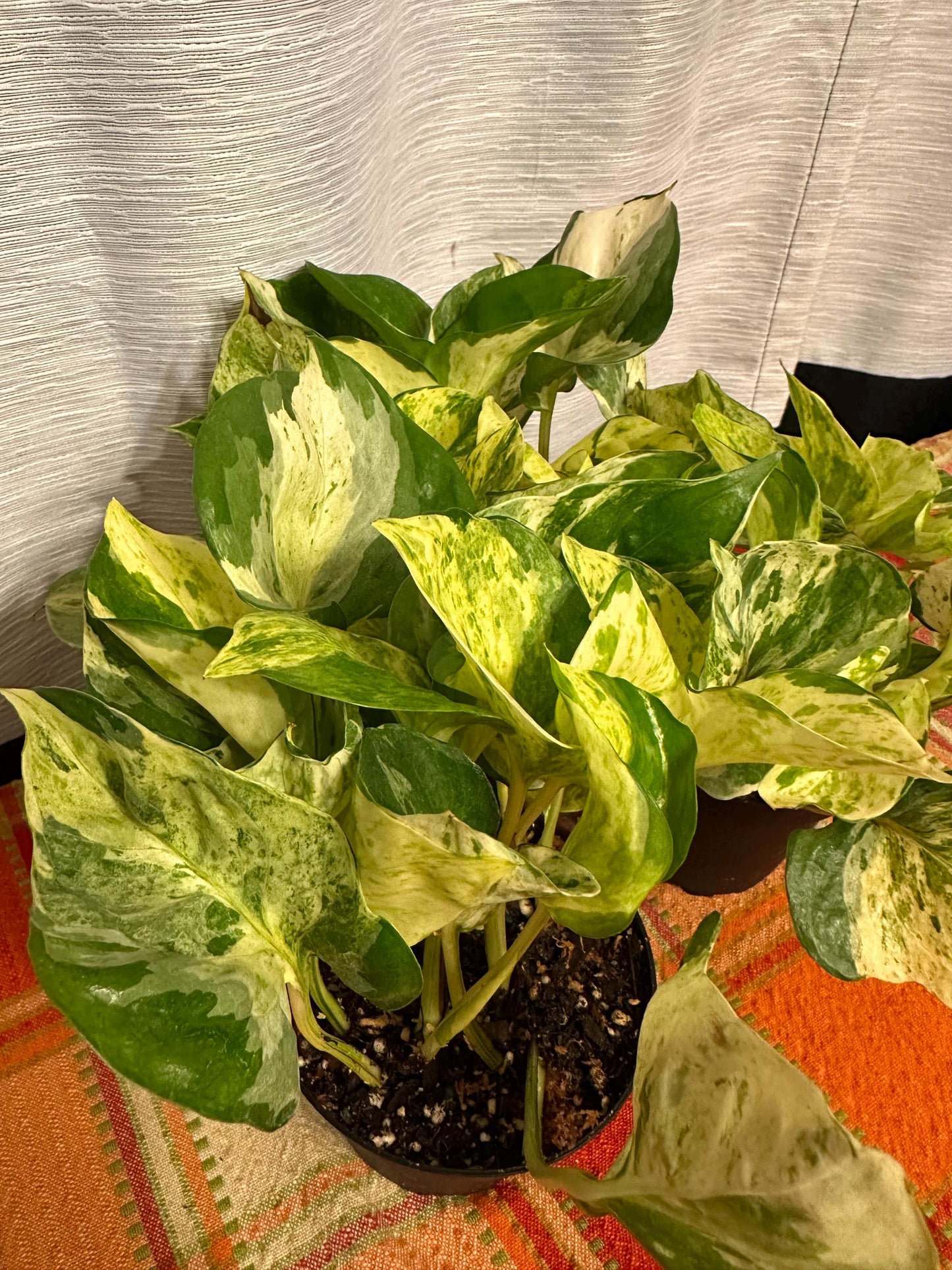 Pachira Glabra Milky Way (variegated money tree 4-inch pot