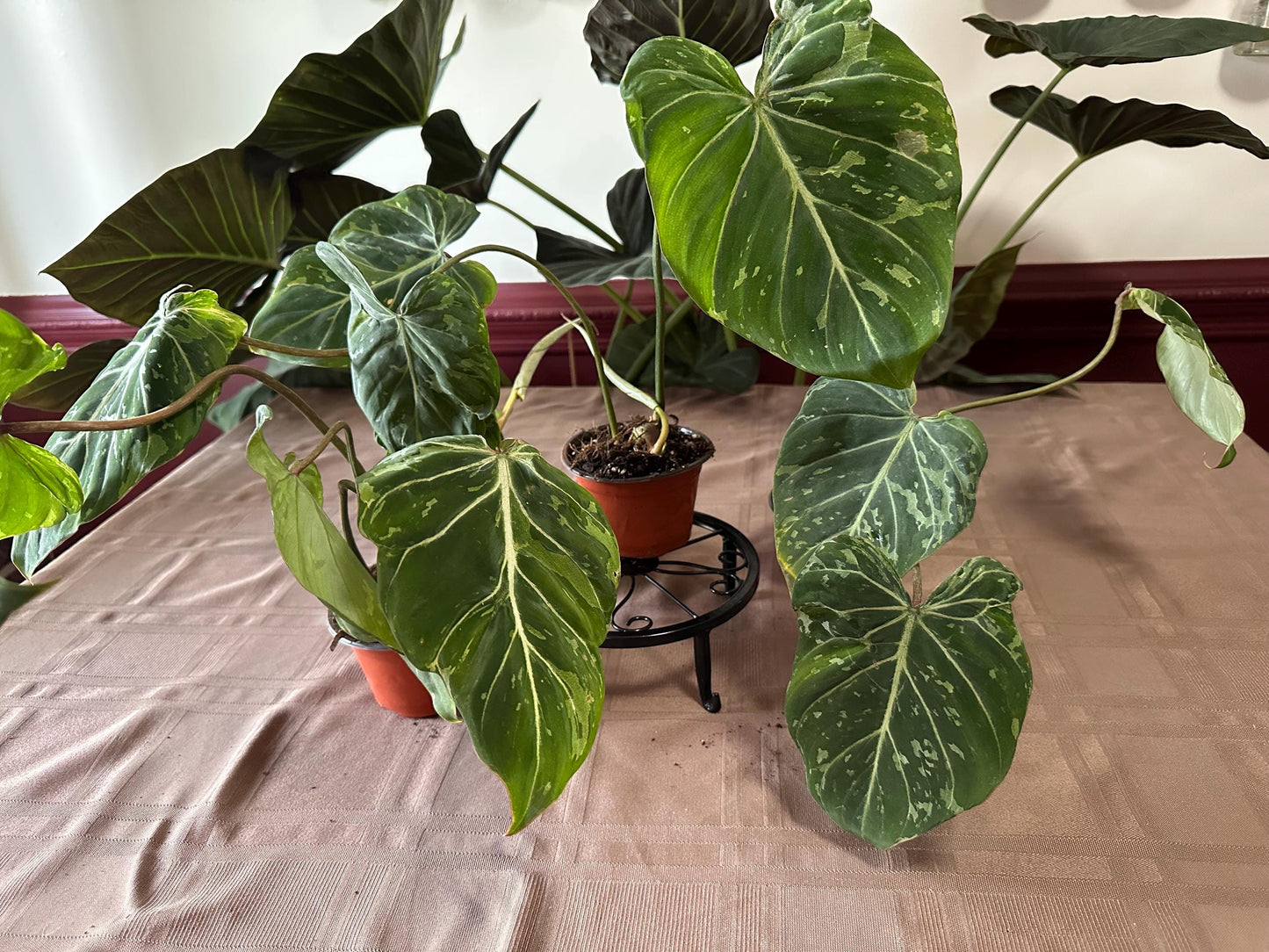 Variegated Philodendron Gloriosum (Snow Leopard) 4” pot