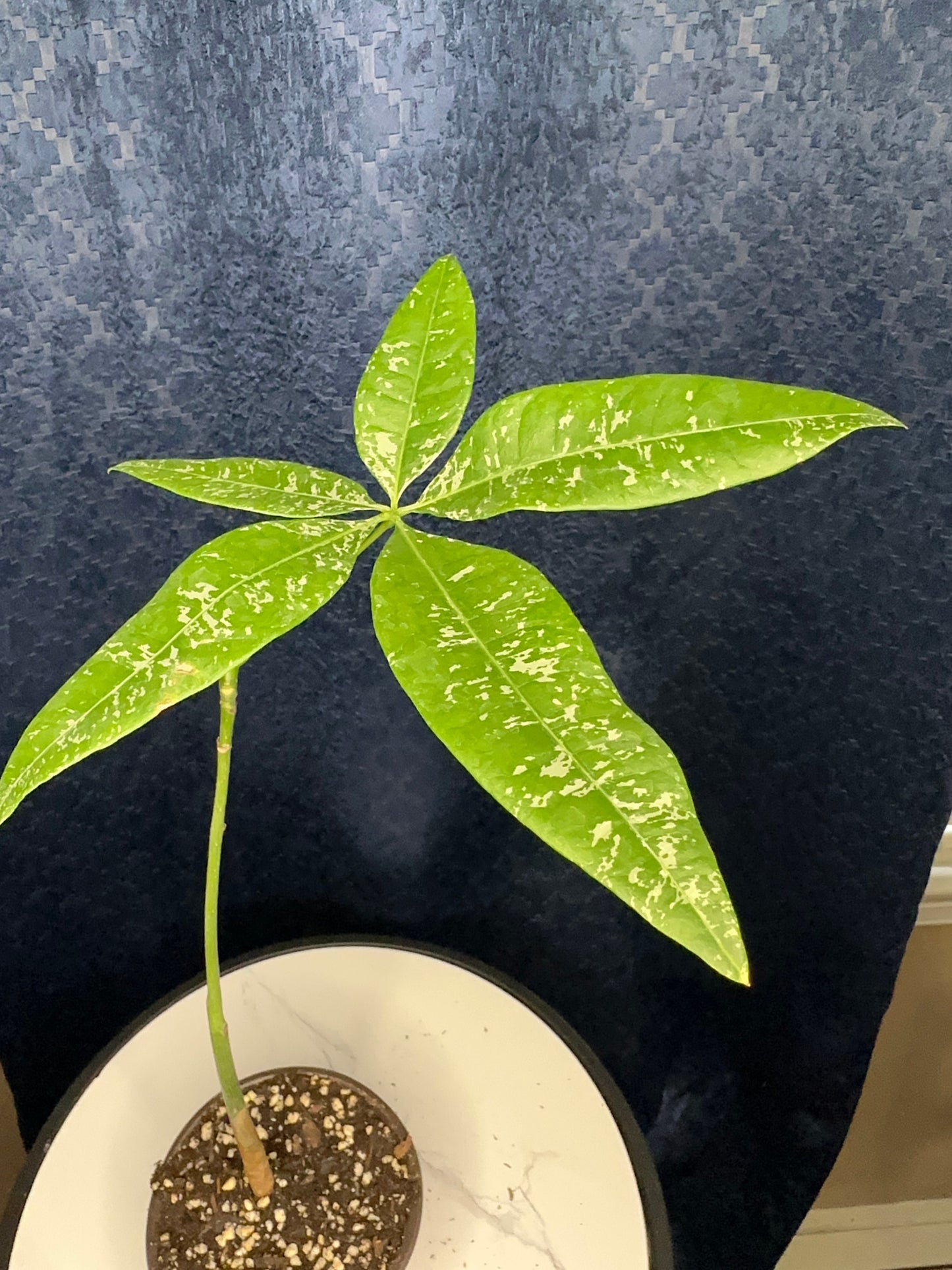 Pachira Glabra Milky Way (variegated money tree 4-inch pot