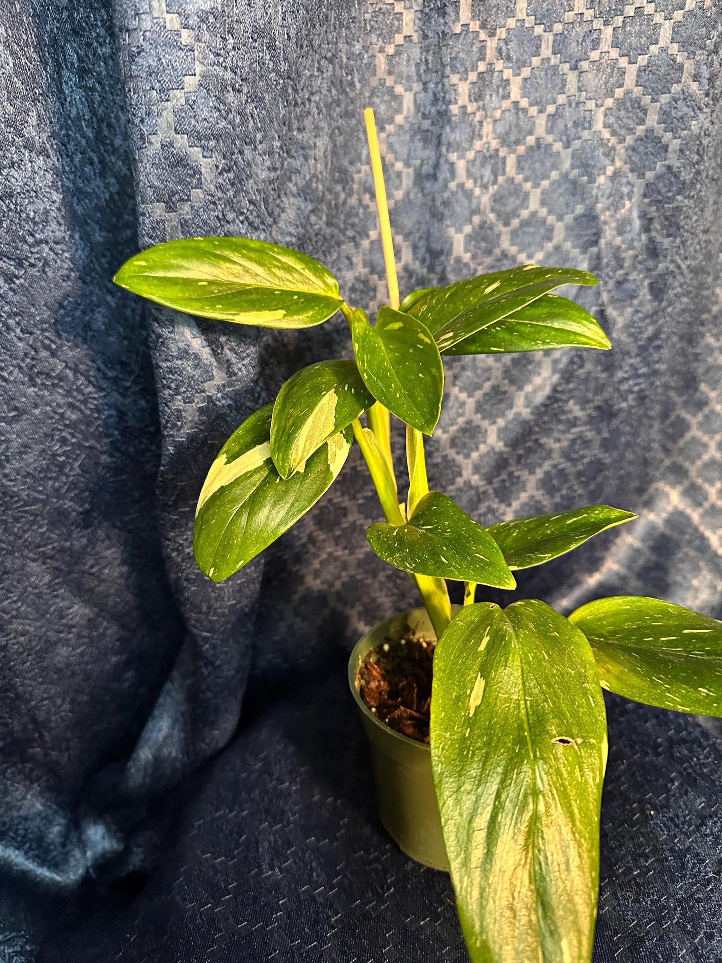 Monstera Stanleyana Albo 4” Pot (imperfect plant with slight belmishes)