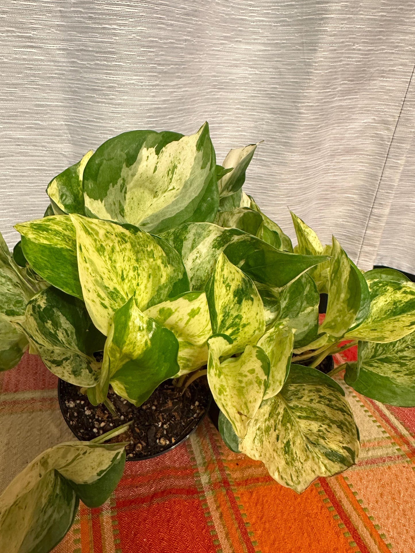 Pachira Glabra Milky Way (variegated money tree 4-inch pot
