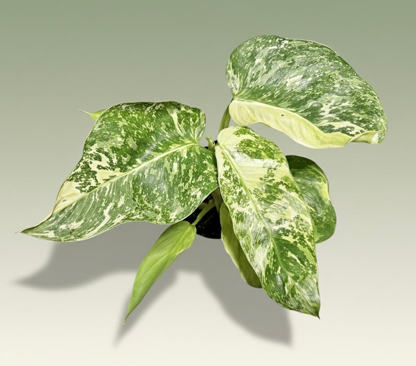 4" Philodendron 'Jose Buono Fiesta'