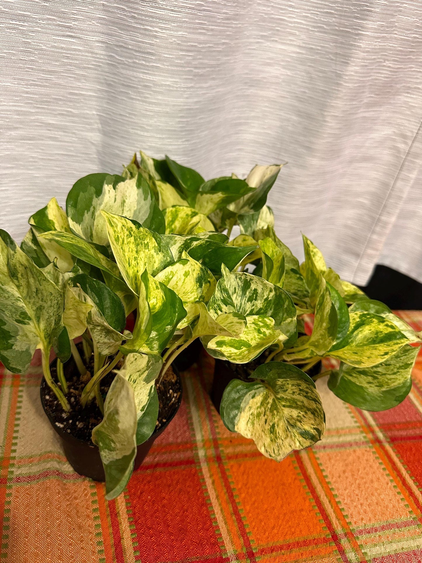 Pachira Glabra Milky Way (variegated money tree 4-inch pot