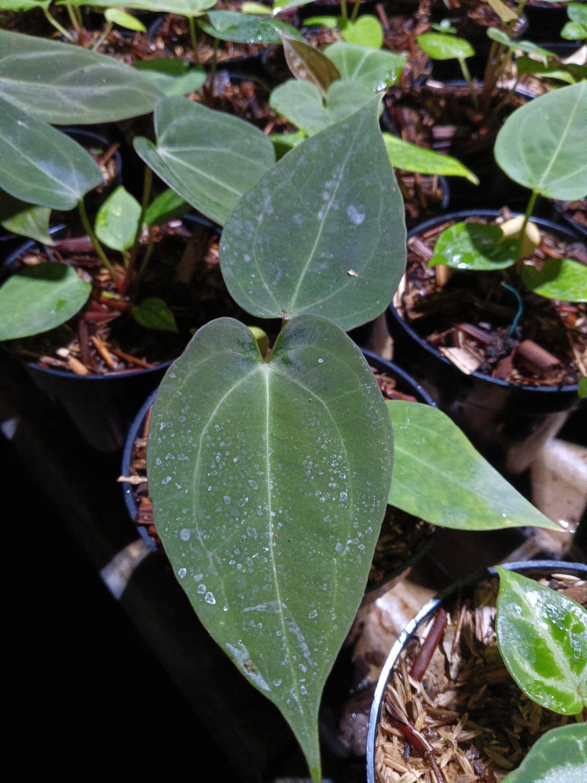 Anthurium papillilaminum × dressleri (same parents as Dark Phoenix)