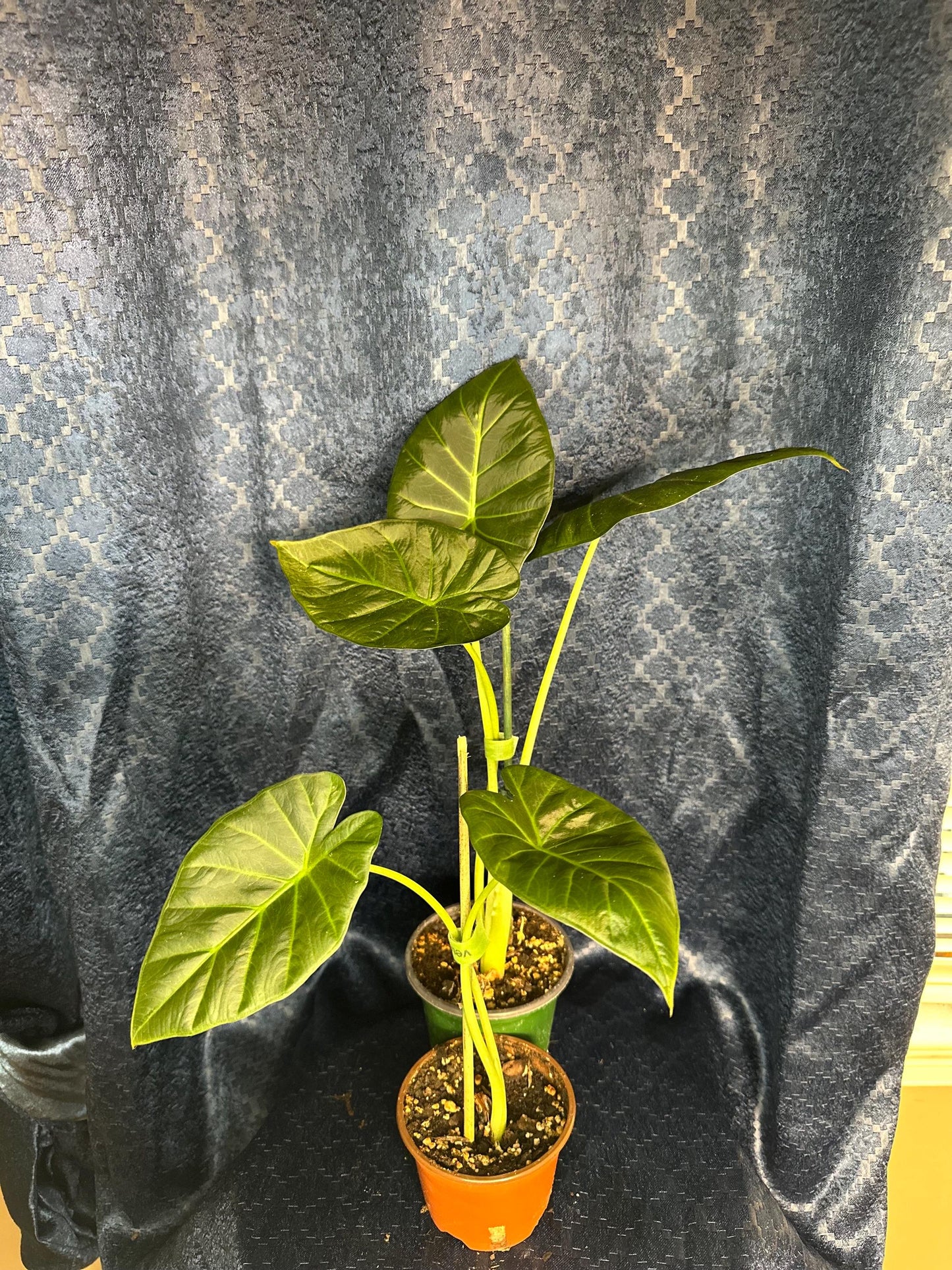 Alocasia Regal Shield Corm Grown Live Houseplant 4” pot