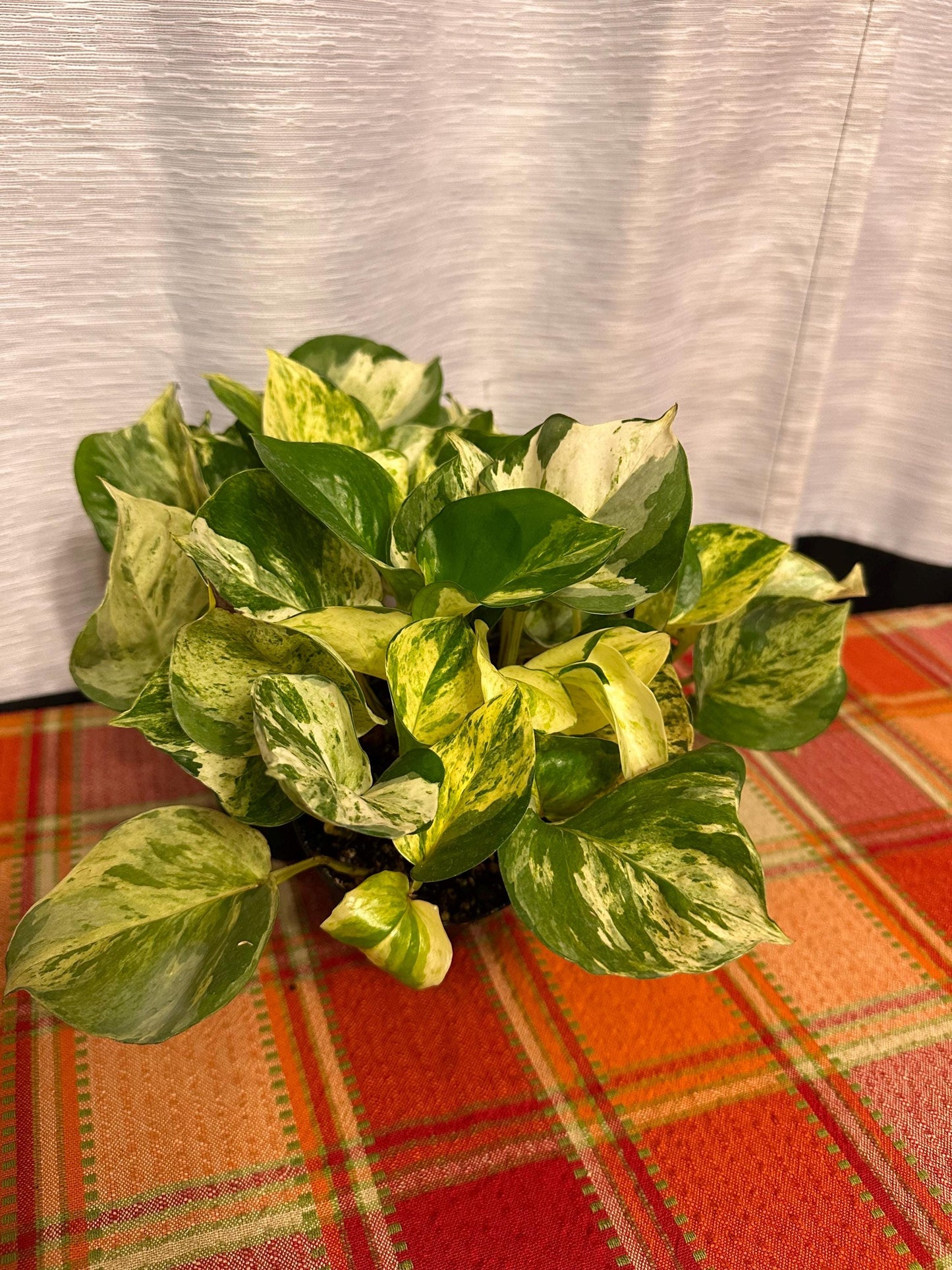 Pachira Glabra Milky Way (variegated money tree 4-inch pot