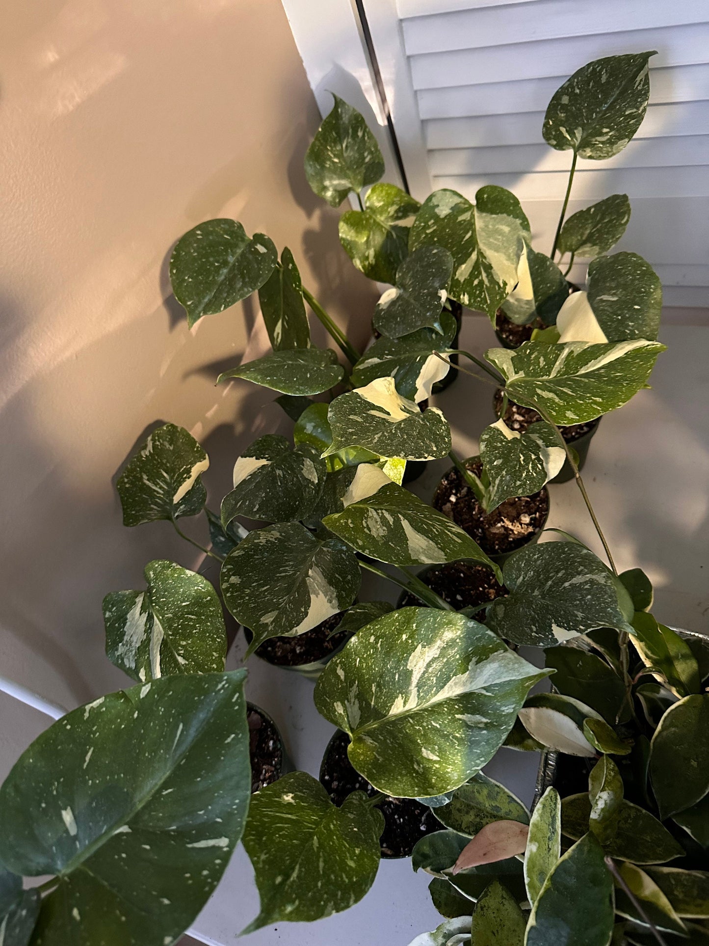 Monstera Thai Constellation (sellers choice)