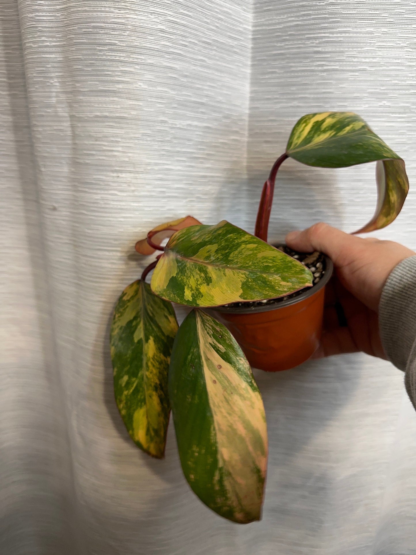 Philodendron Strawberry Shake Variegated 4 inch Pot Houseplant