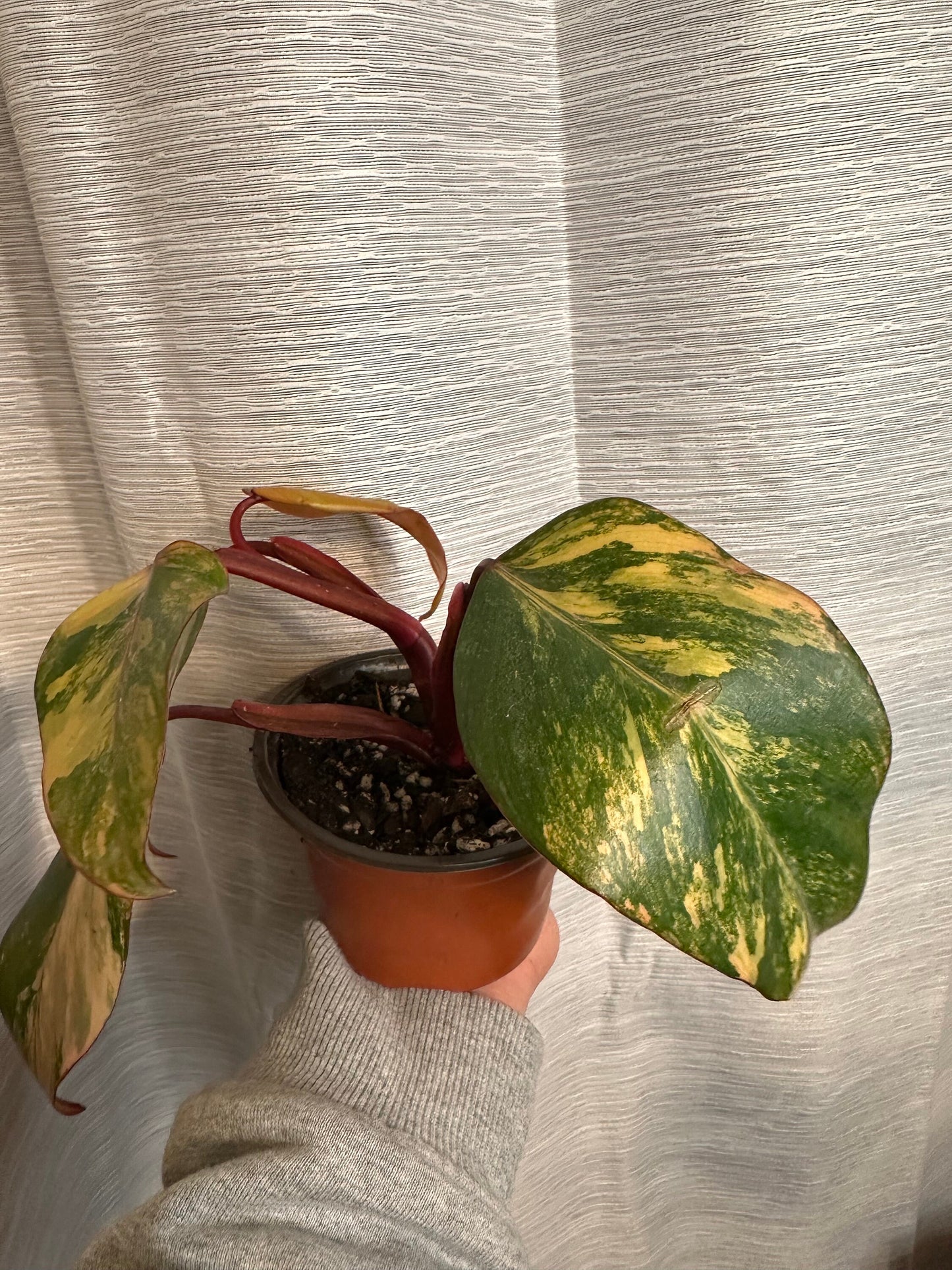 Philodendron Strawberry Shake Variegated 4 inch Pot Houseplant