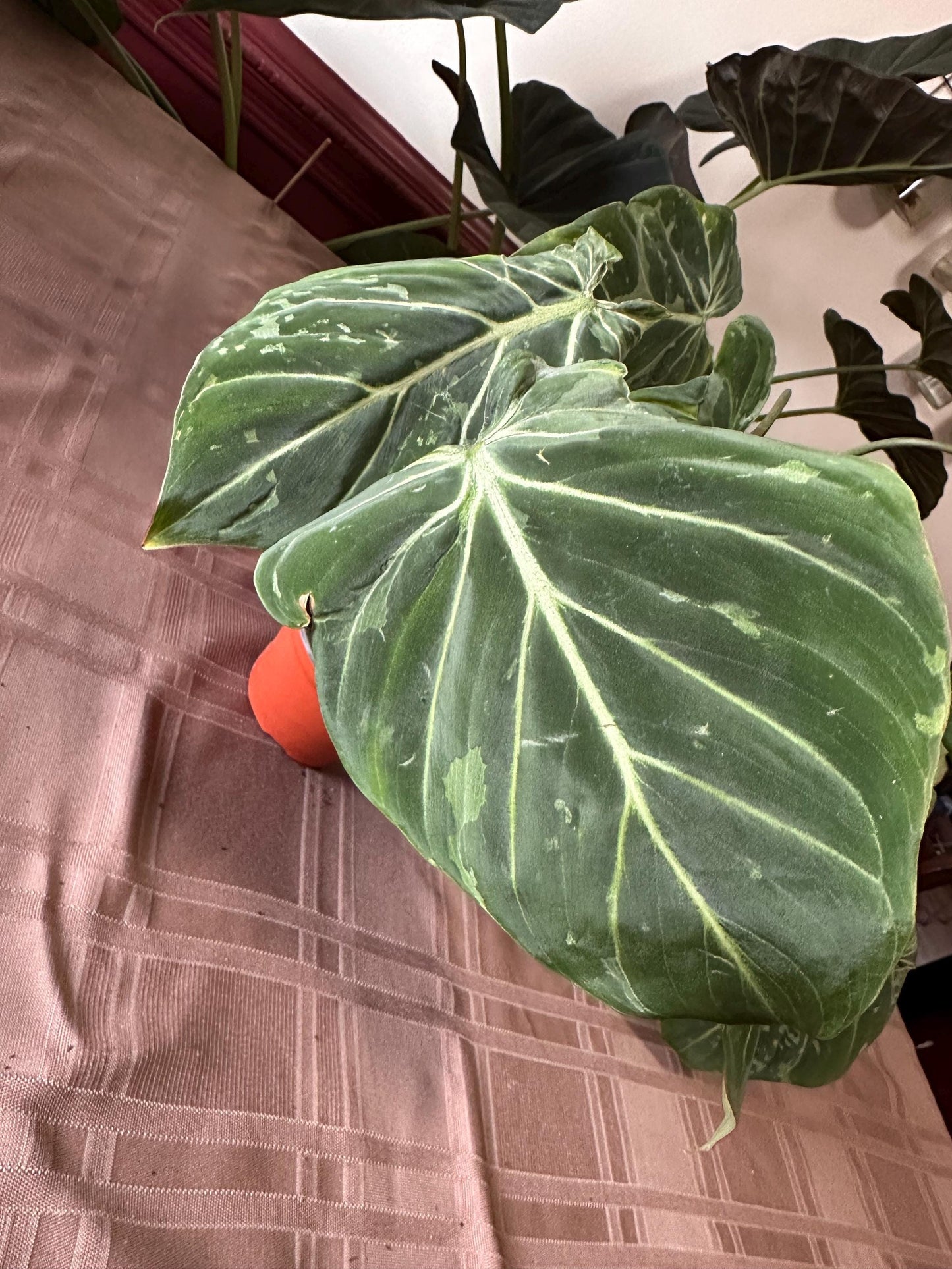 Variegated Philodendron Gloriosum (Snow Leopard) 4” pot