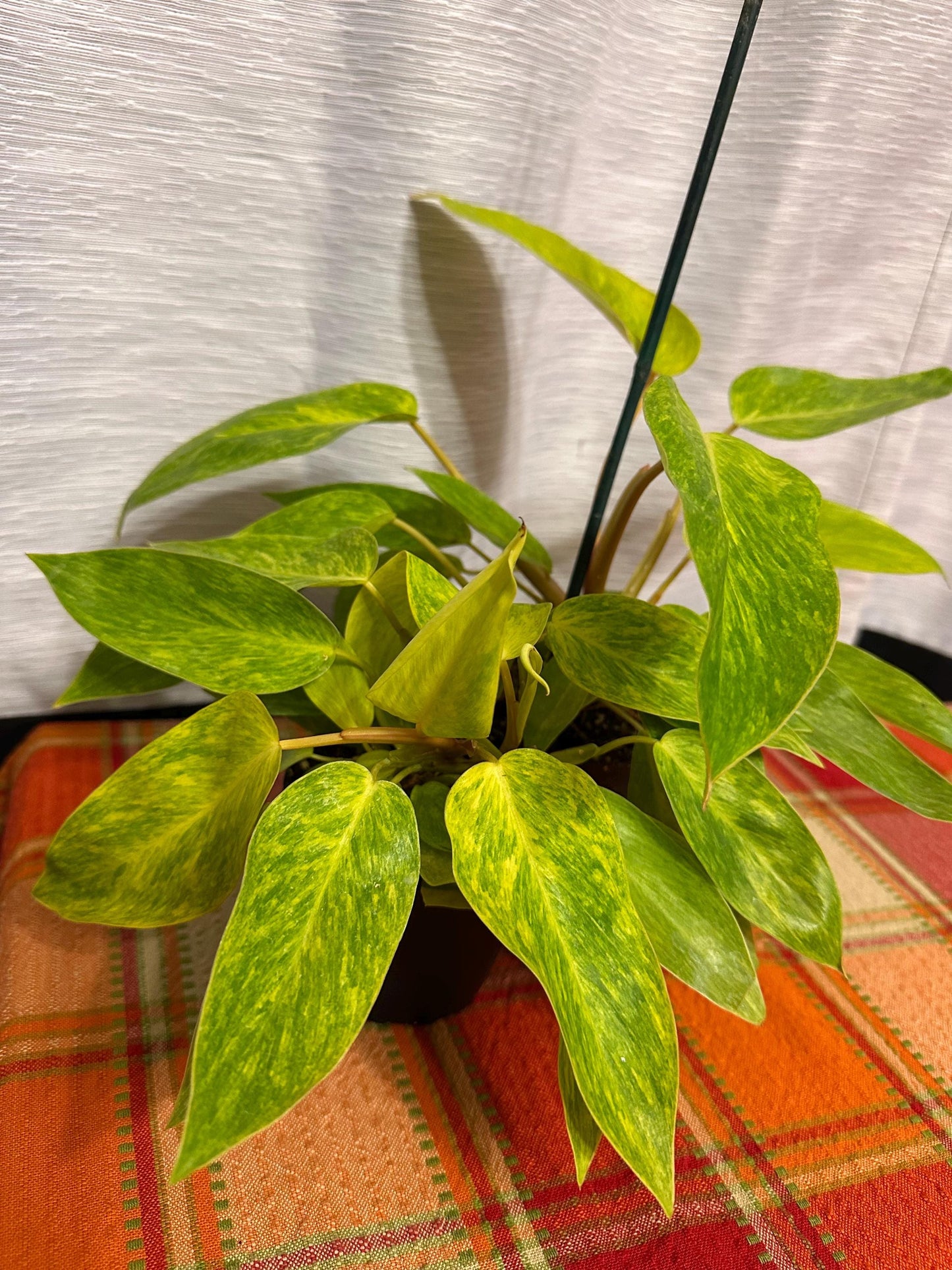 Philodendron Painted Lady 4" pot. Actual plants in pictures for sale!