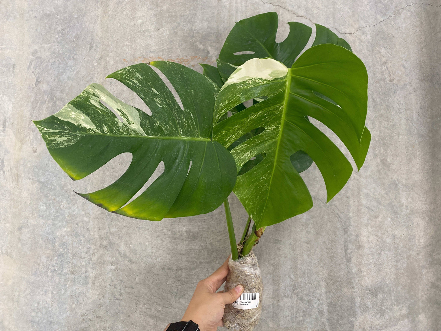 Monstera "Albo Borsigiana"