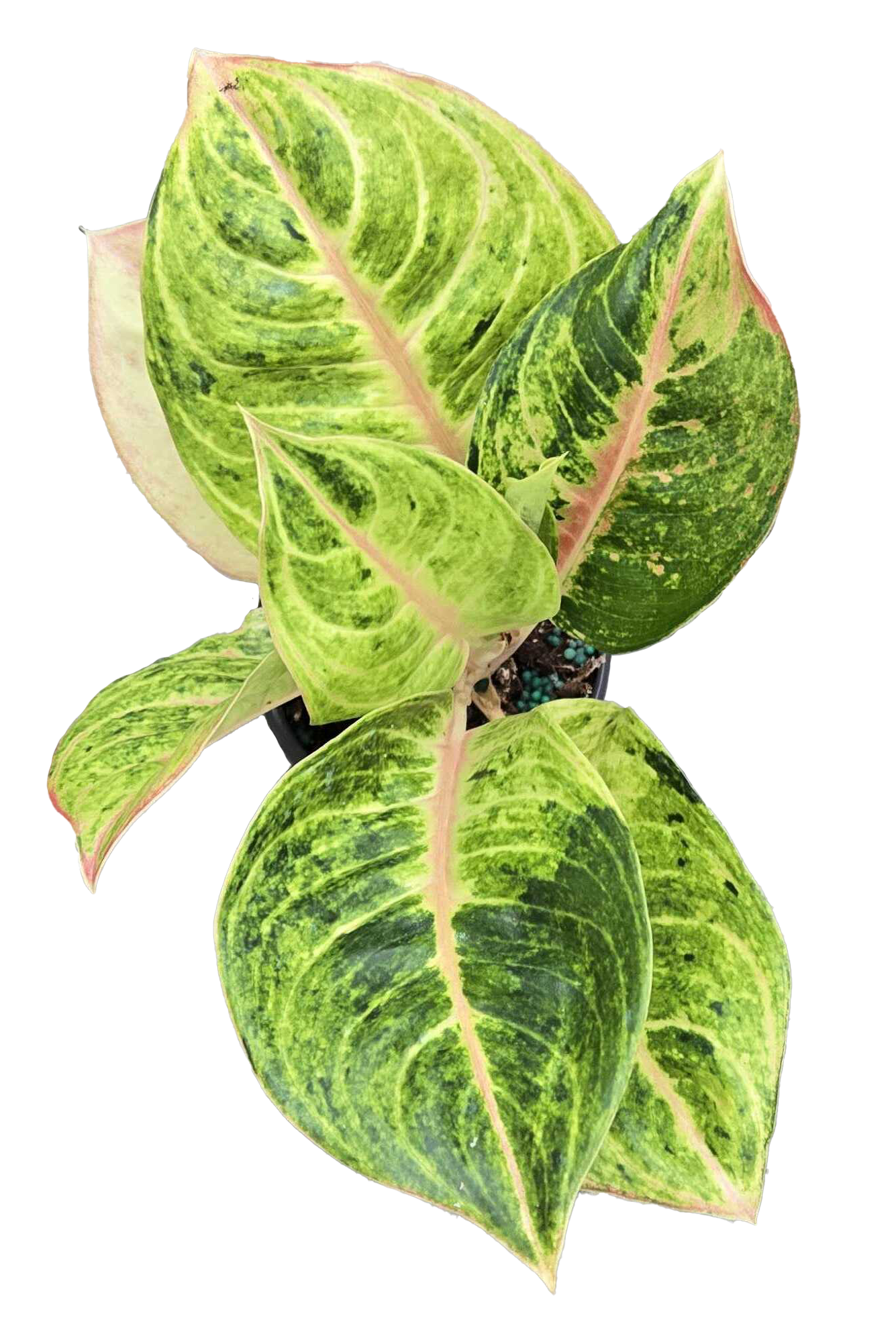 Aglaonema Mahasombat