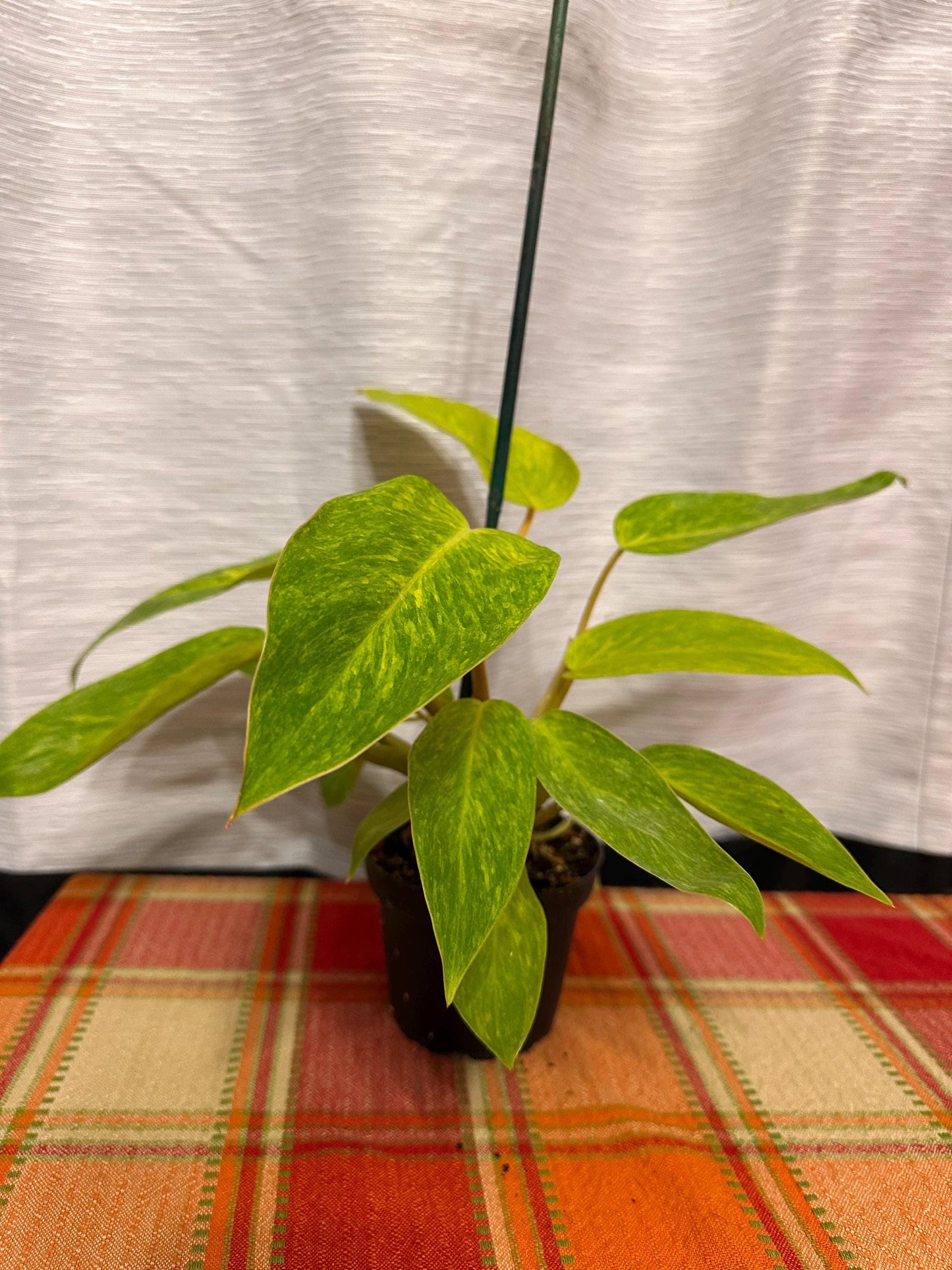 Philodendron Painted Lady 4" pot. Actual plants in pictures for sale!