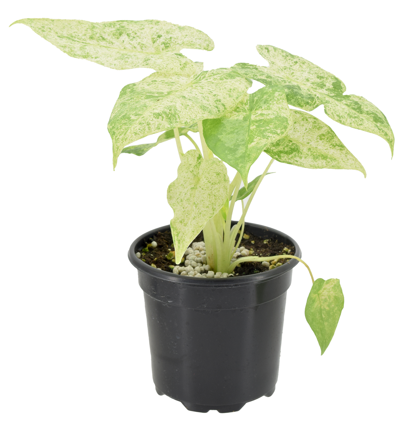 Alocasia Odora Batik Variegated