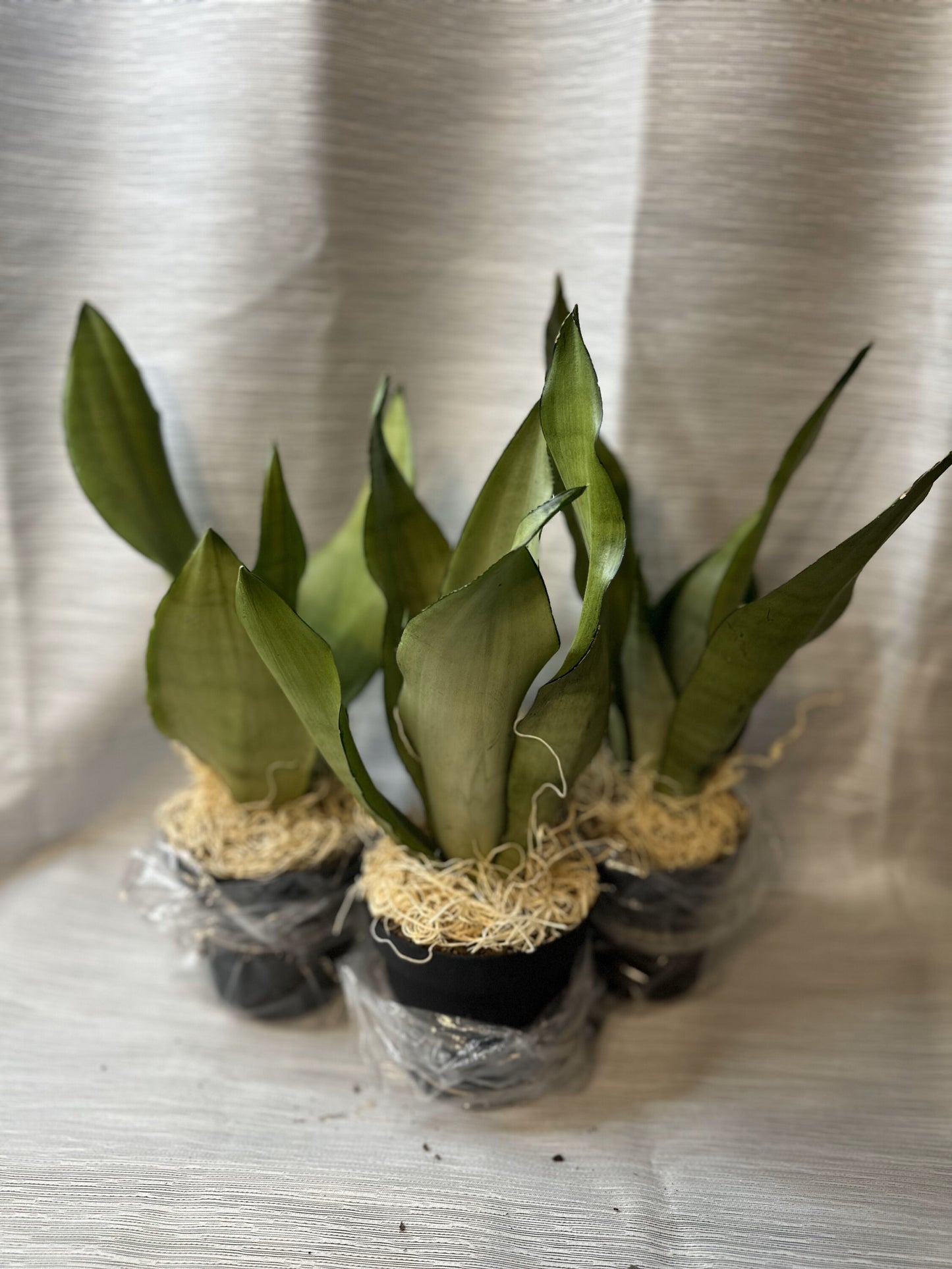 Snake Plant "Moonshine" (Sansevieria Moonshine) 4-Inch