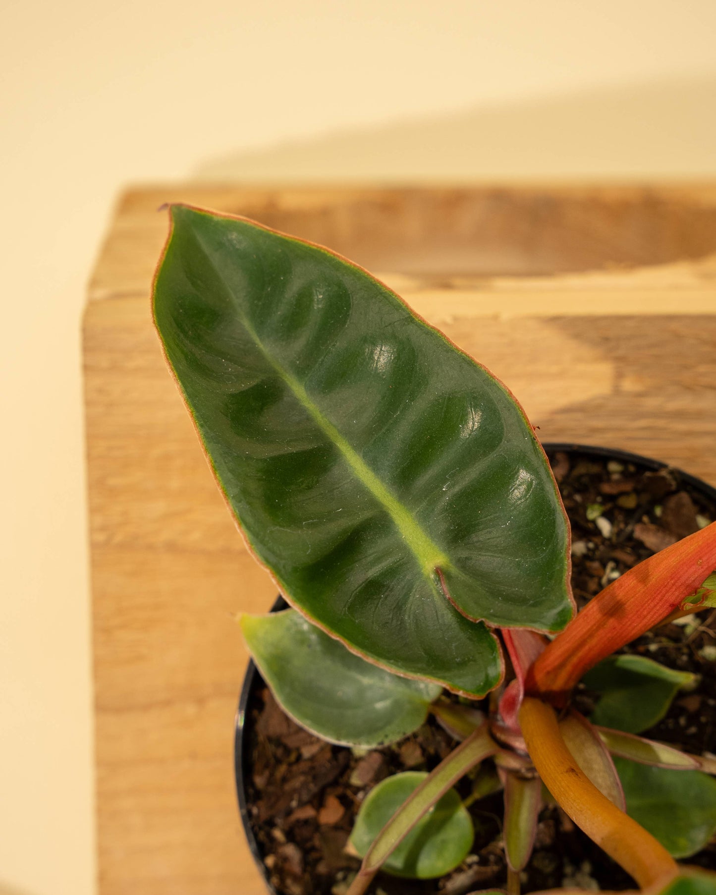 4" Philodendron 'Billietiae'