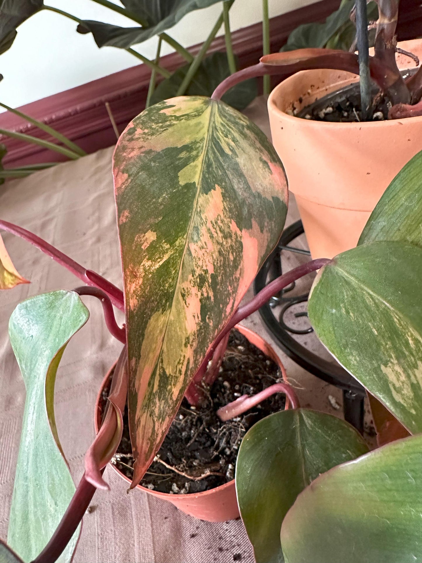 Philodendron Strawberry Shake Variegated 4 inch Pot Houseplant
